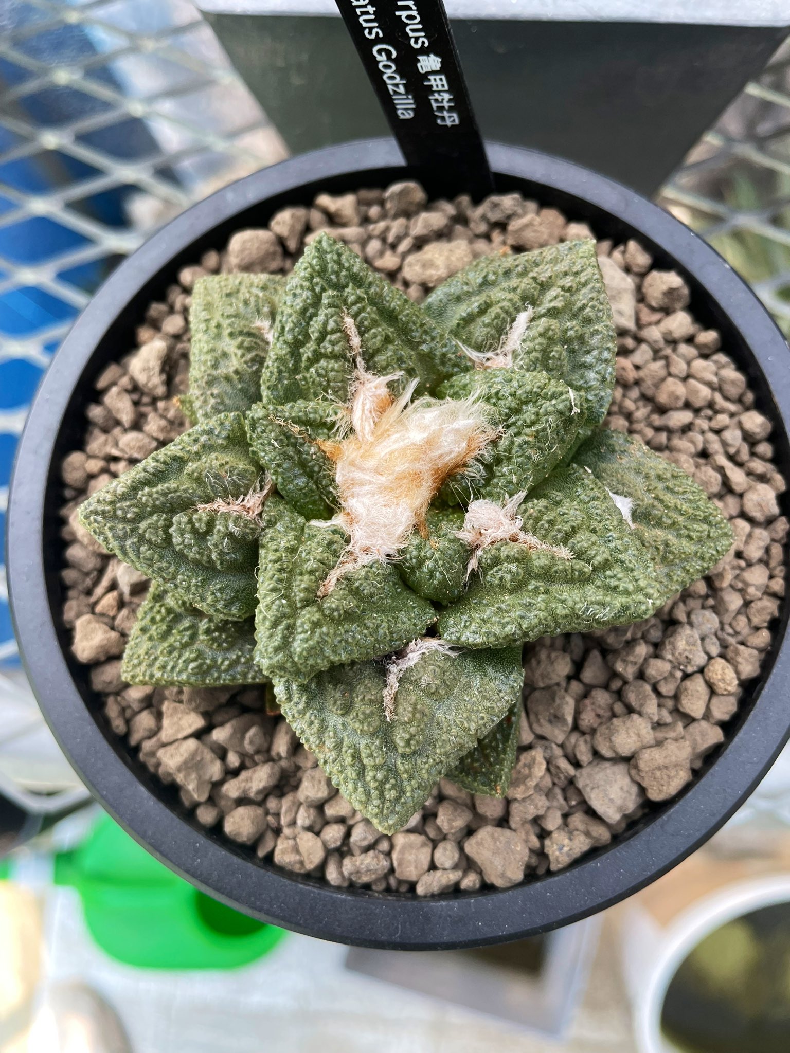 Agave Addiction on X: 