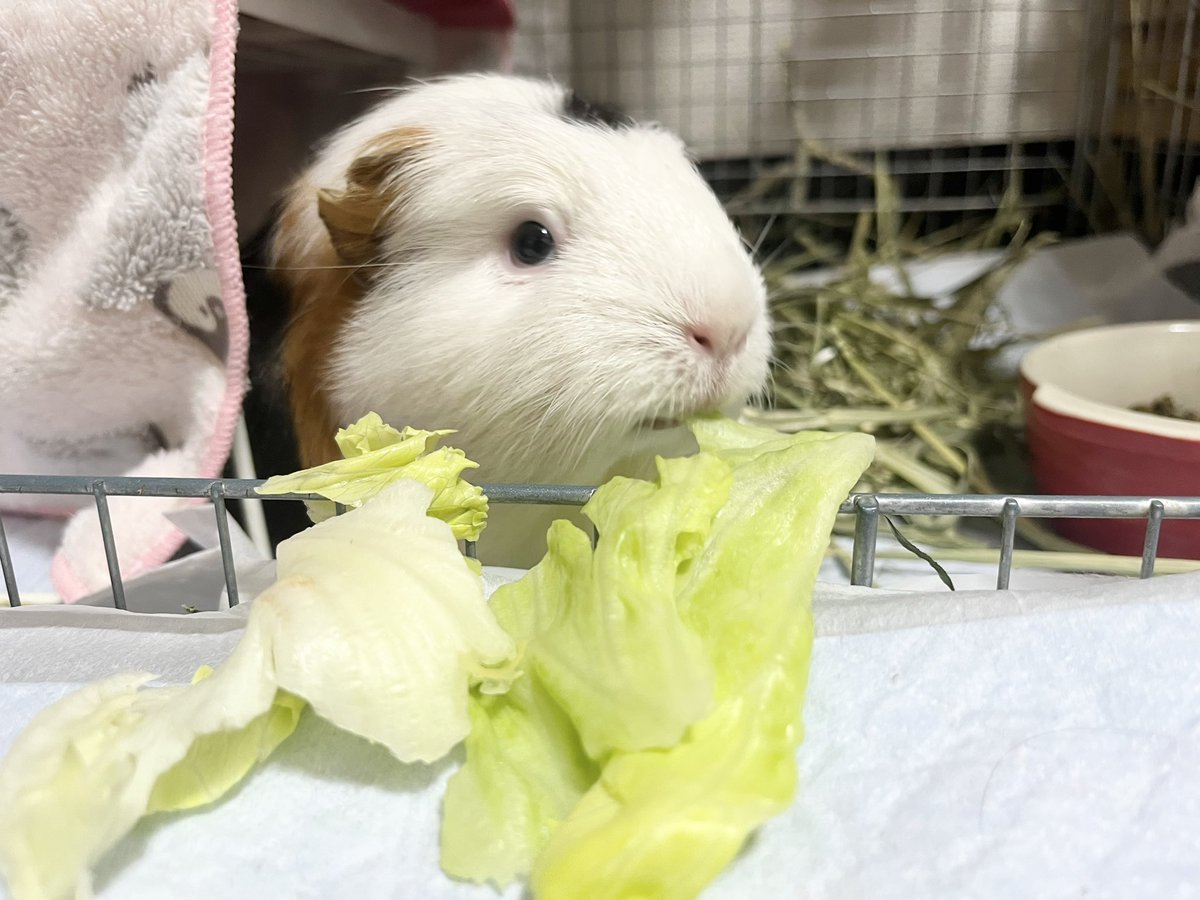 pitan201908's tweet image. 好きでも嫌いでもないレタス