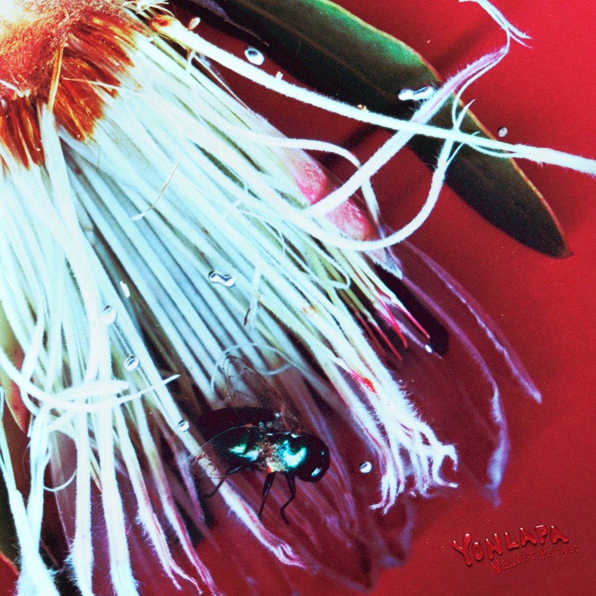 ‘Velvet Petals’ 

new ep

8.10.2025

stay tuned

#yonlapa #velvetpetals
