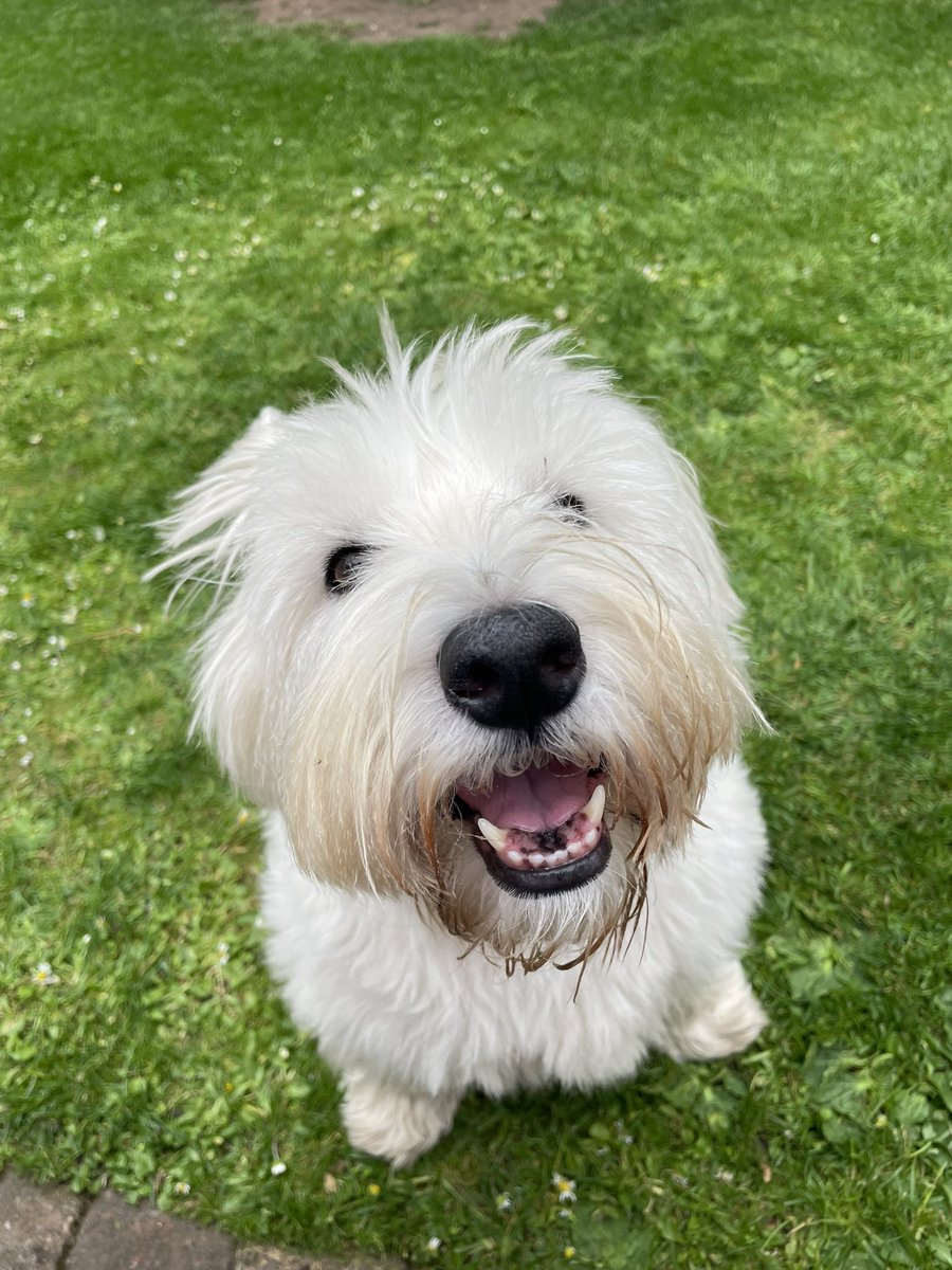 Helen09Porter's tweet image. Pals me gotta xplain. Yesterday me went missin fwom de #zzst party 🎉 wiv no xplanayshun. De weason for dis iz dat Twitty banned me for 12 hours. Why? Dog knowz. Dey say dat me bwoke deir wules. All me sed iz dat we had venison sossidges on de bbq. Don’t Dey like dem? #ZSHQ