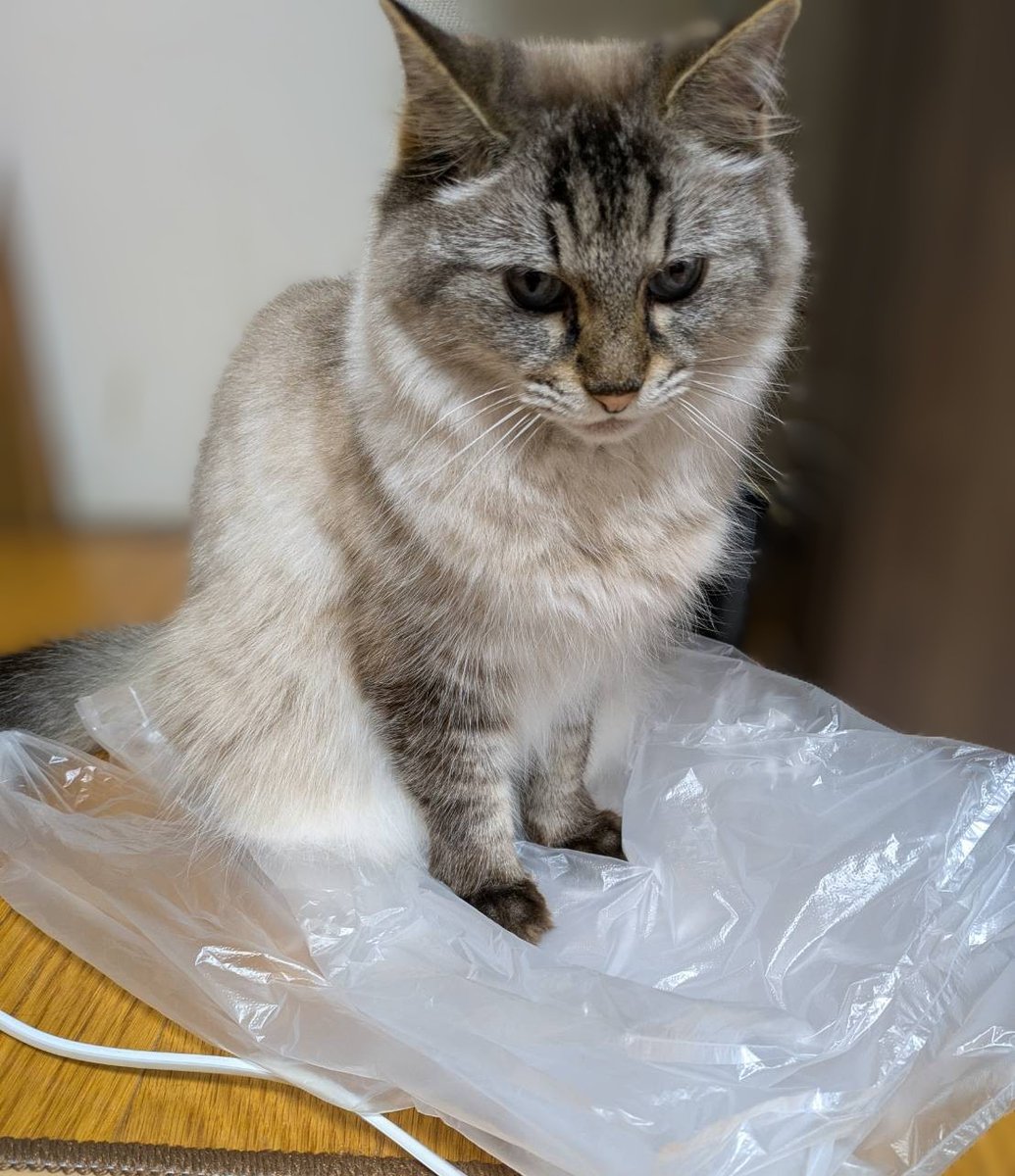 珍しくスーパーの袋の上に座るみぃ🐱
初めて見たかも···！

#ねこかわいいね
#猫好きさんと繋がりたい