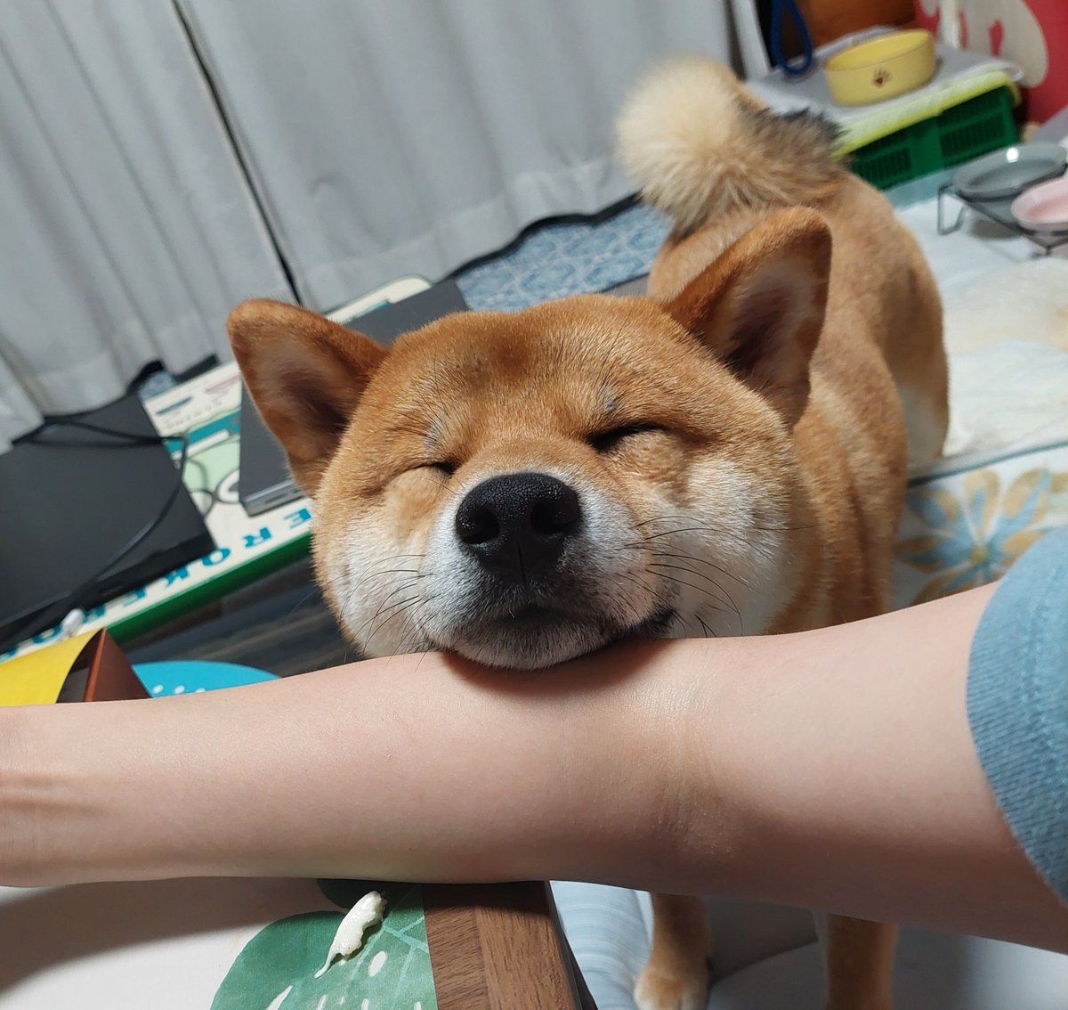 柴犬 楽天市場】左向き柴犬 柴犬 犬 横向き オーナメント ガーデン