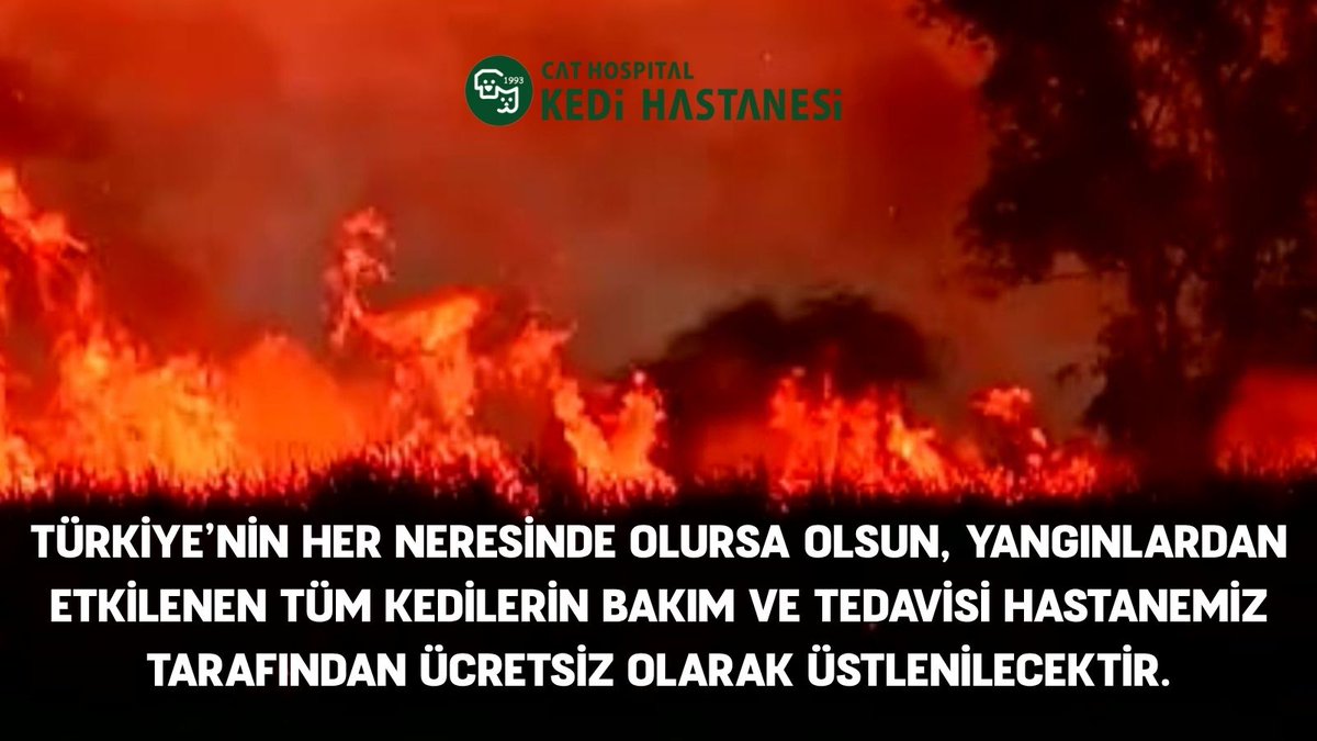 Tarkan Özçetin (@drtarkanozcetin) on Twitter photo KAMUOYUNA DUYURULUR
Türkiye'nin dört bir yanında yaşanan orman yangınları, sadece doğamızı değil, sessiz dostlarımızı da tehdit ediyor. Alevlerin ortasında kalan, dumandan etkilenen, yaralanan ya da çaresizce terk edilen kediler, bu felaketin en görünmeyen mağdurları arasında. KAMUOYUNA DUYURULUR
Türkiye'nin dört bir yanında yaşanan orman yangınları, sadece doğamızı değil, sessiz dostlarımızı da tehdit ediyor. Alevlerin ortasında kalan, dumandan etkilenen, yaralanan ya da çaresizce terk edilen kediler, bu felaketin en görünmeyen mağdurları arasında.