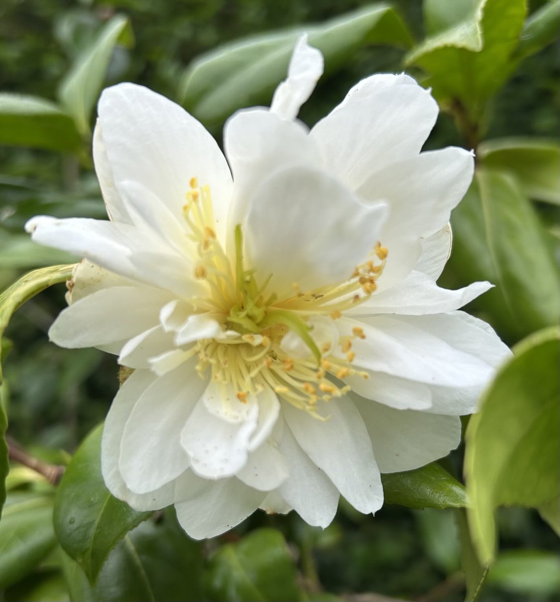 HelenMSimpson26's tweet image. Surprise in the garden this morning, when this beautiful flower appeared on the camellia, a real latecomer, but welcome. The stamens may just qualify it for #Sundayyellow Have a restful day. #mygarden