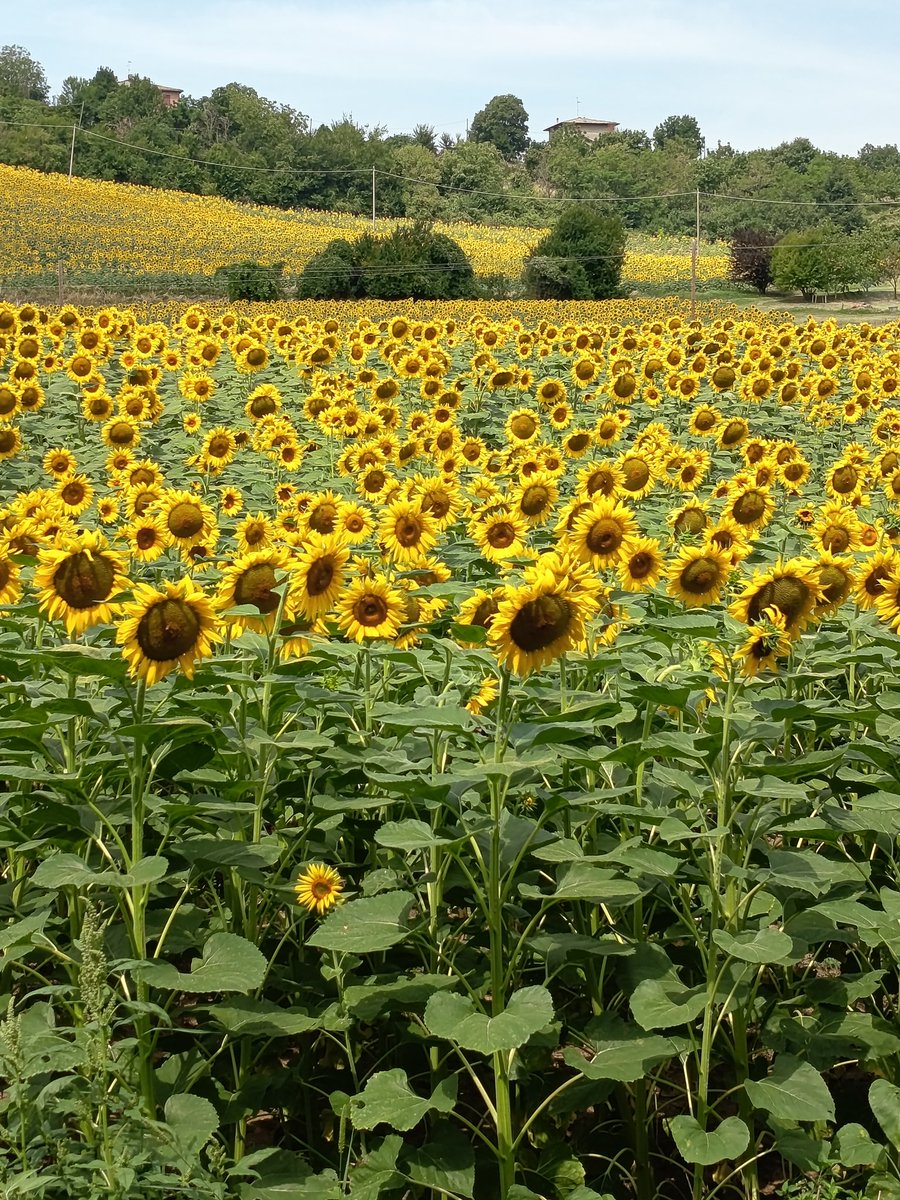 Gianmarcomacpez's tweet image. Corsetta lunga, a fianco i girasoli, che tanta carica di energia mi donano 16km in compagnia per condividere fatica, risate,gambe e muscoli che girano bene #iocorroqui #runlovers è bello correre