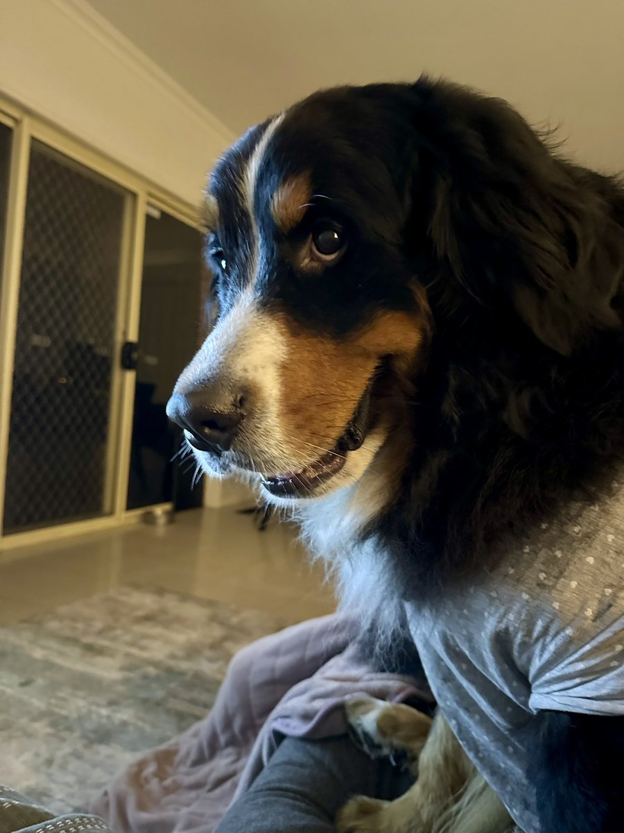 Chrisquirk's tweet image. Couch buddy 🤗 

Dog is to scale.