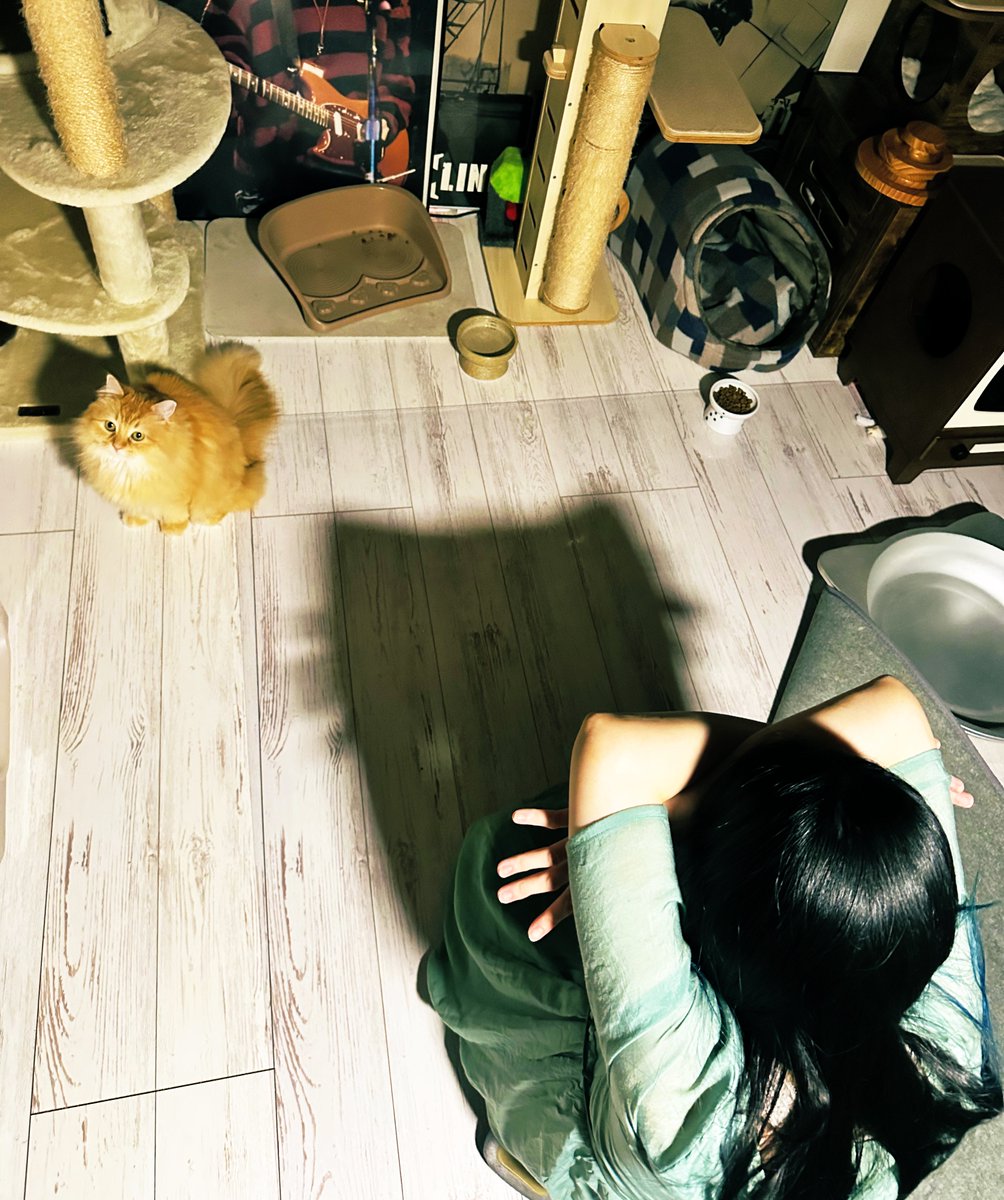 NEKOLAND13's tweet image. 猫になりたがってた妻がついに猫になりました。
