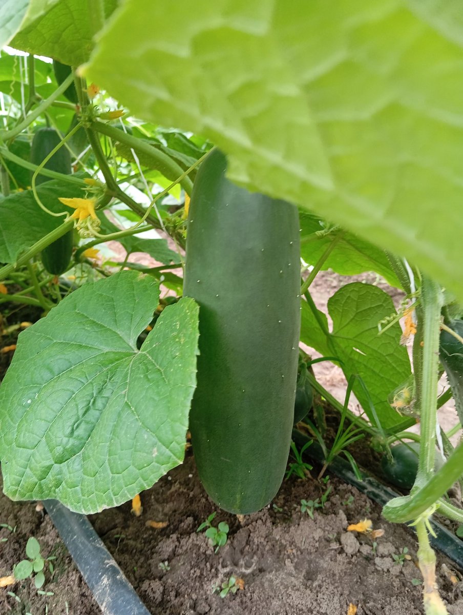 aprokofarmer's tweet image. Tomorrow&apos;s harvest fully booked thank you Jesus 🙏✌️🫑🥒🌽