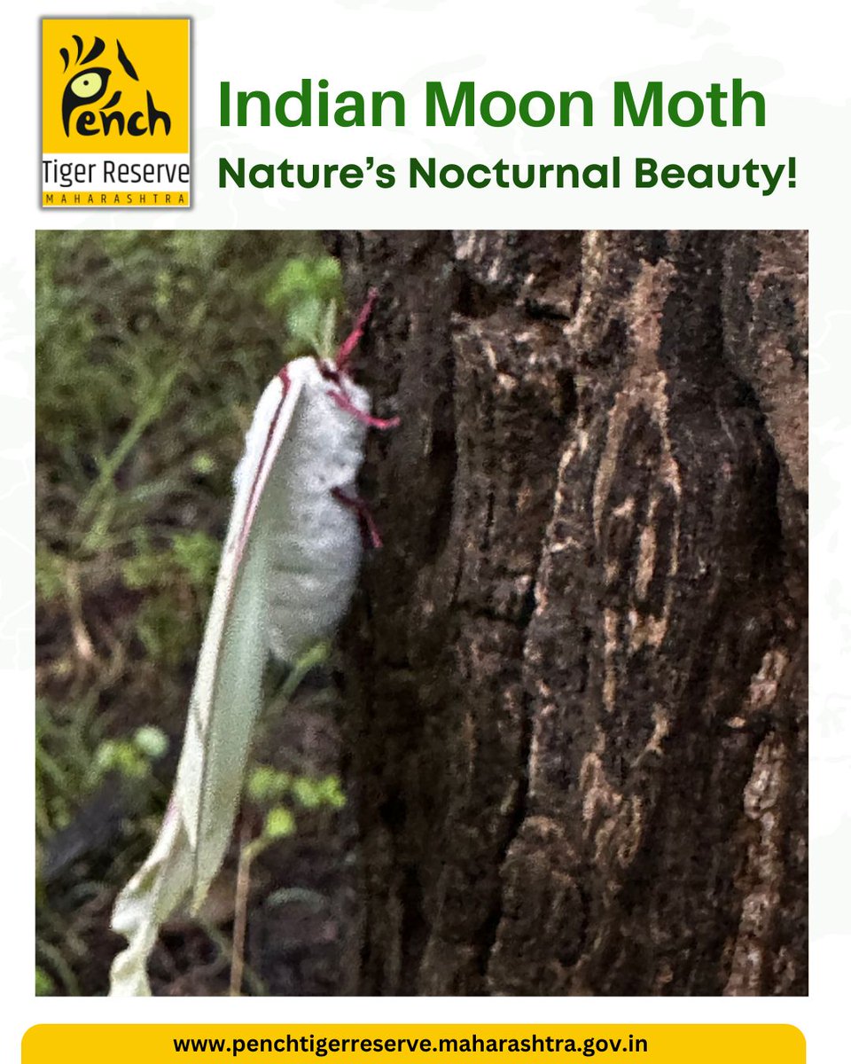 Nature’s Nocturnal Beauty!

Spotted at Chorbahuli Range, this mesmerizing Indian Moon Moth (Actias selene), also known as the Indian Luna Moth, is a symbol of nature’s silent wonders. 🌙

Photo Credit: Jayesh Tayade, RFO Chorbahuli WL

#IndianMoonMoth #ActiasSelene #Chorbahuli