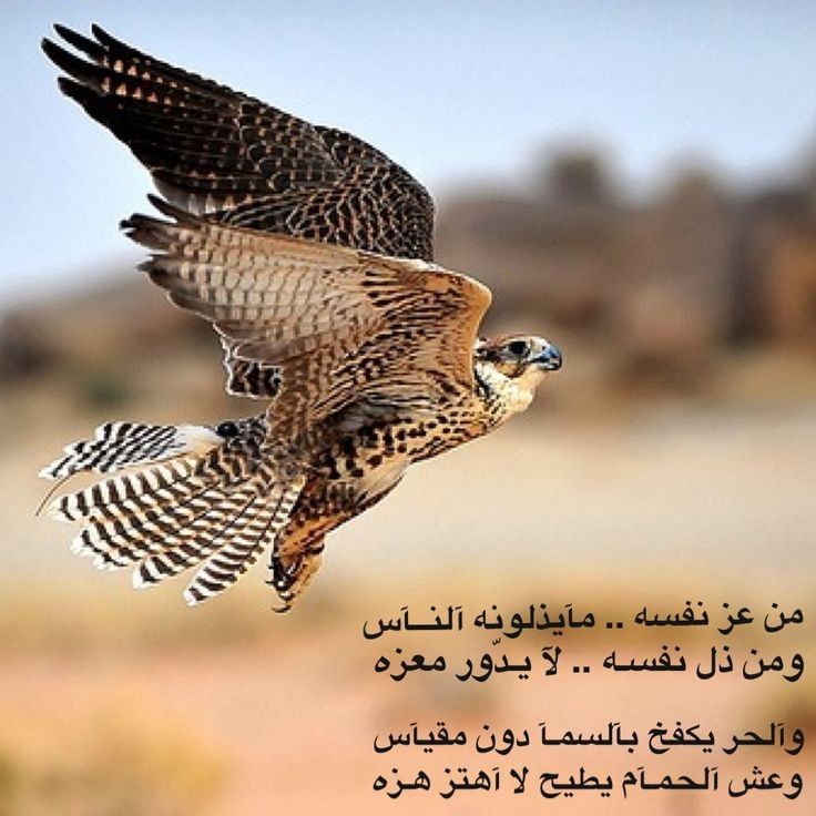 ماعاد فالدعوى سواليف وخصام
والصقر  ما  يكفخ  بليا  جناحيين

#بوح_الصورة