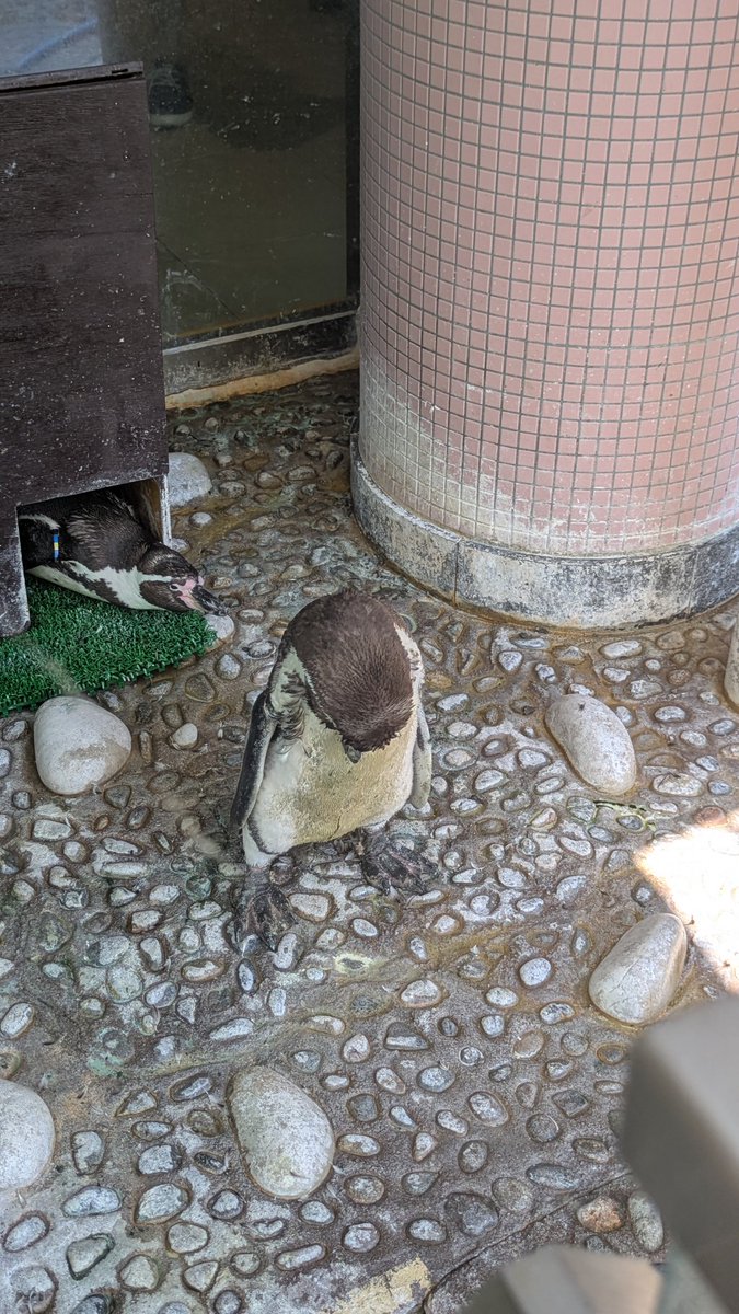 1007yu's tweet image. 12年ぶりに新潟に行ってきた。
マリンピア日本海おもろ。
屋外にいるペンギンはあまりの暑さにうなだれてた。