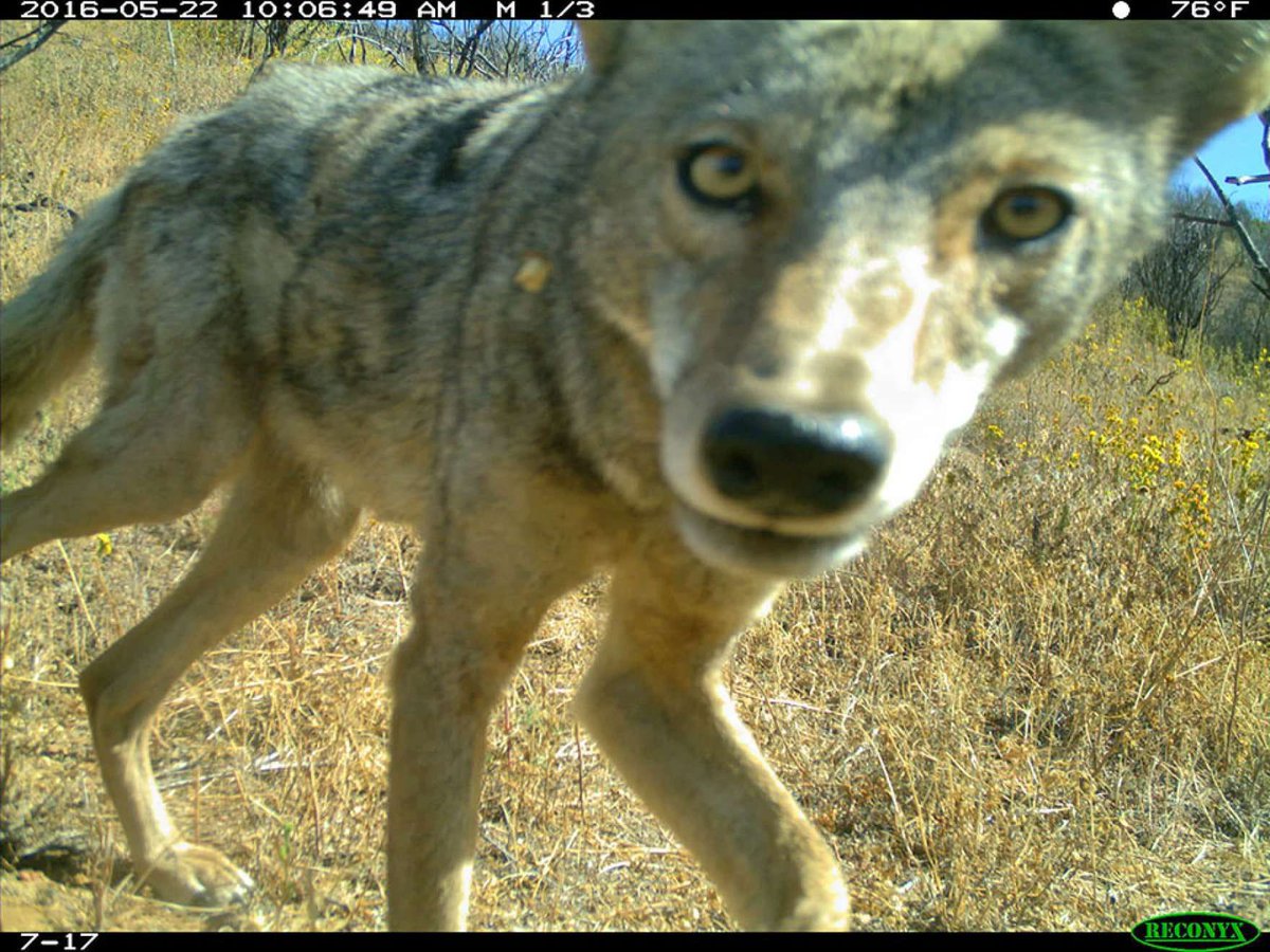 Crack_Coyote's tweet image. Once again stayed up all night for a genuinely unknown reason making it 2 nights in a row.