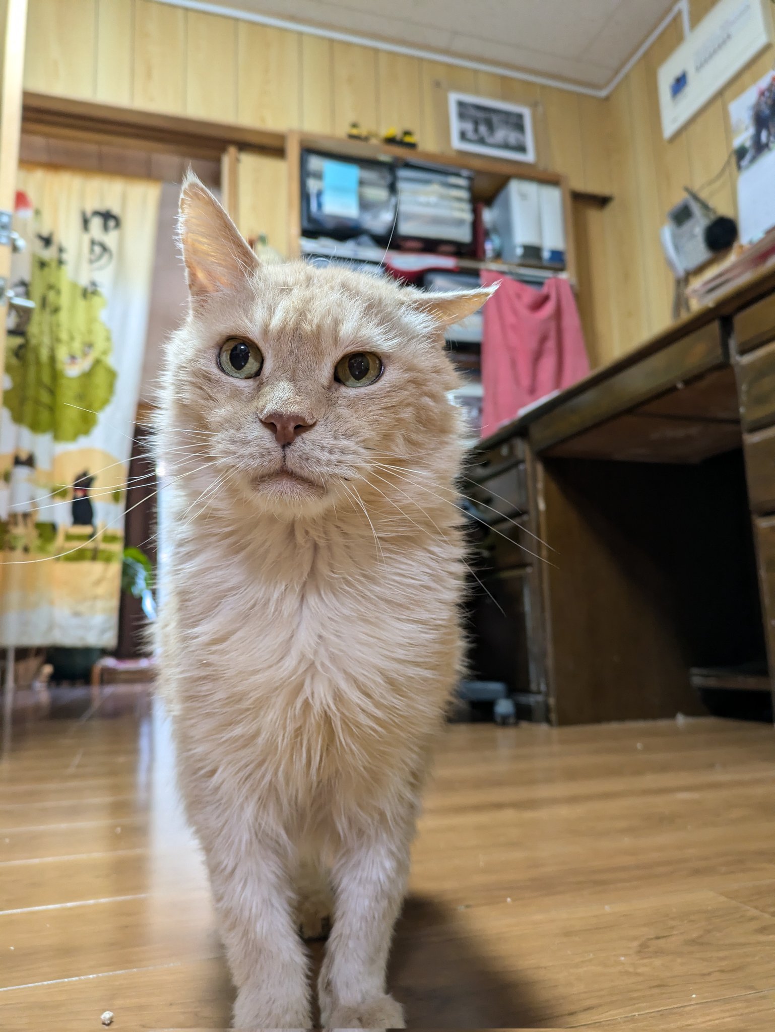 のびじゃいあん ジャイアン (じゃいあん)とは【ピクシブ百科事典】