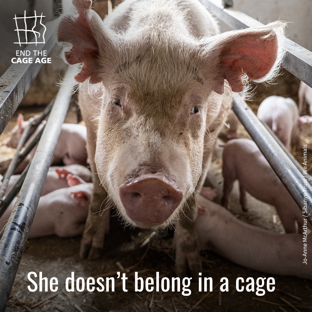 CIWF_Global's tweet image. Farmed animals should be outside with the sunshine on their backs and grass beneath their feet – not imprisoned in cramped cages. ❌
Find out more about our work to #EndTheCageAge: bit.ly/4lGE3Un