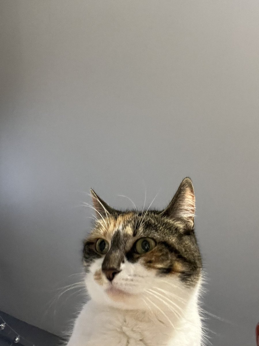 blossumupdate's tweet image. Blossum is ready for laser chase wake up !!