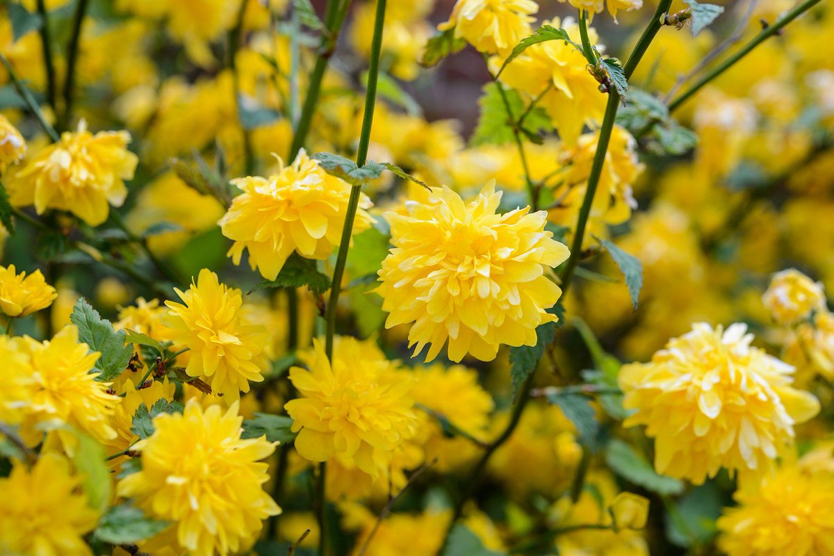 jjkanything's tweet image. Look at the flowers, Gojo...