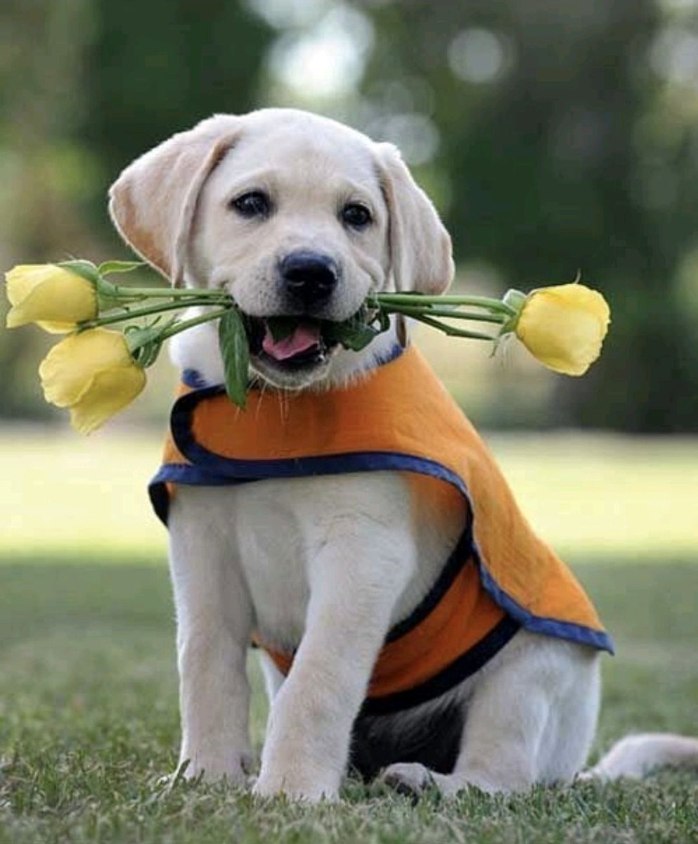 GoldretrieverUS's tweet image. Good Morning from the Golden Retriever Channel. Some flowers for you, sweet human? #Sundayfunday🌷🌷🌷#sweetnessl
#goldenpuppies #flowergirl
(Apuppyansaflower via Yellowlabs IG)