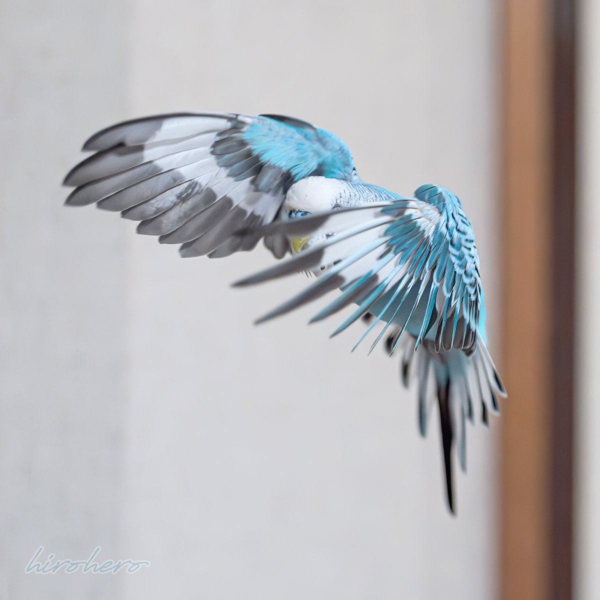 hirohero's tweet image. 顔出しNGで!!

#セキセイインコ