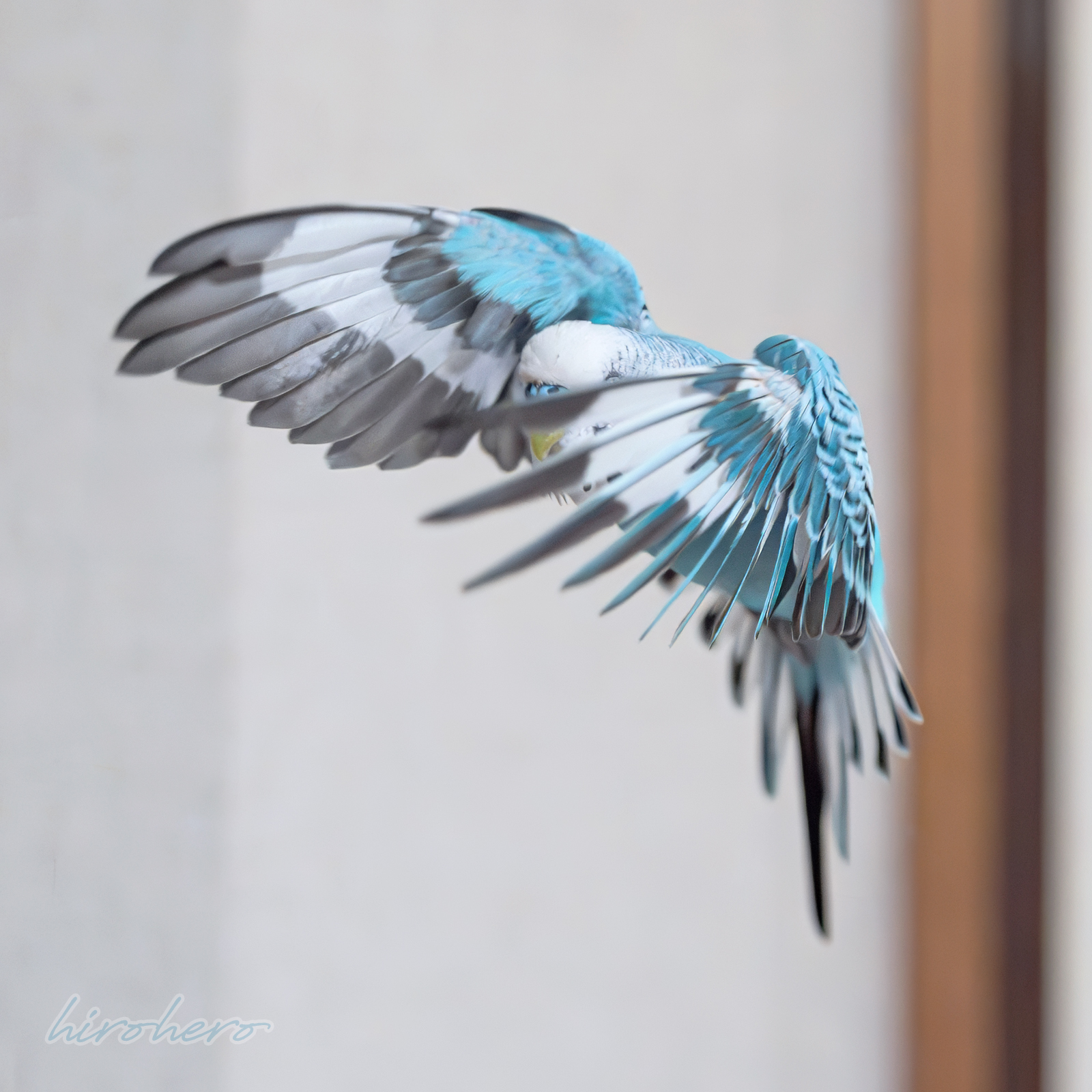 油絵　専用　小鳥さんのかくれんぼ１　見つけようとしている小鳥 油絵 専用 小鳥さんのかくれんぼ1 見つけようとしている小鳥