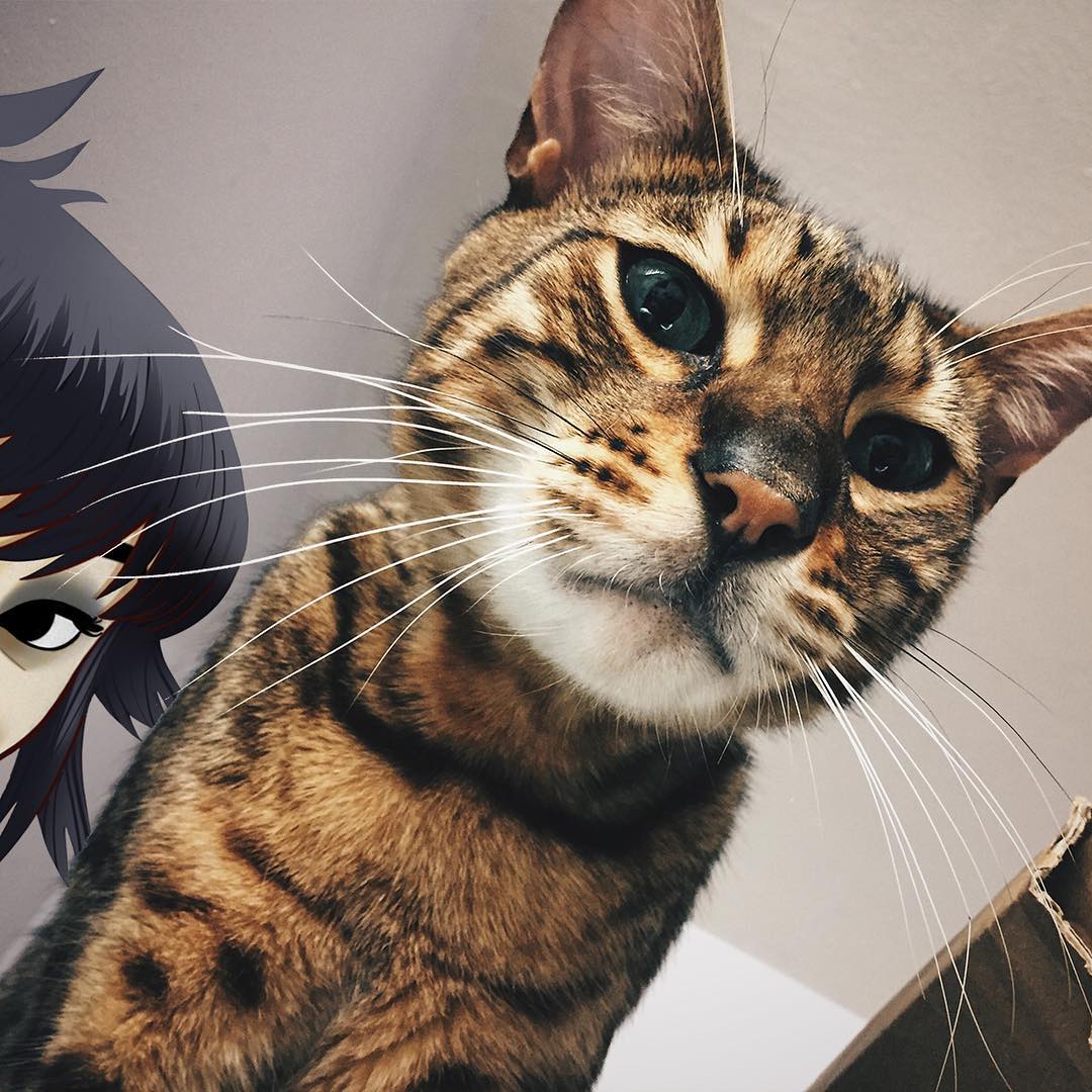 DemonDaysDaily's tweet image. 🎸🐱
