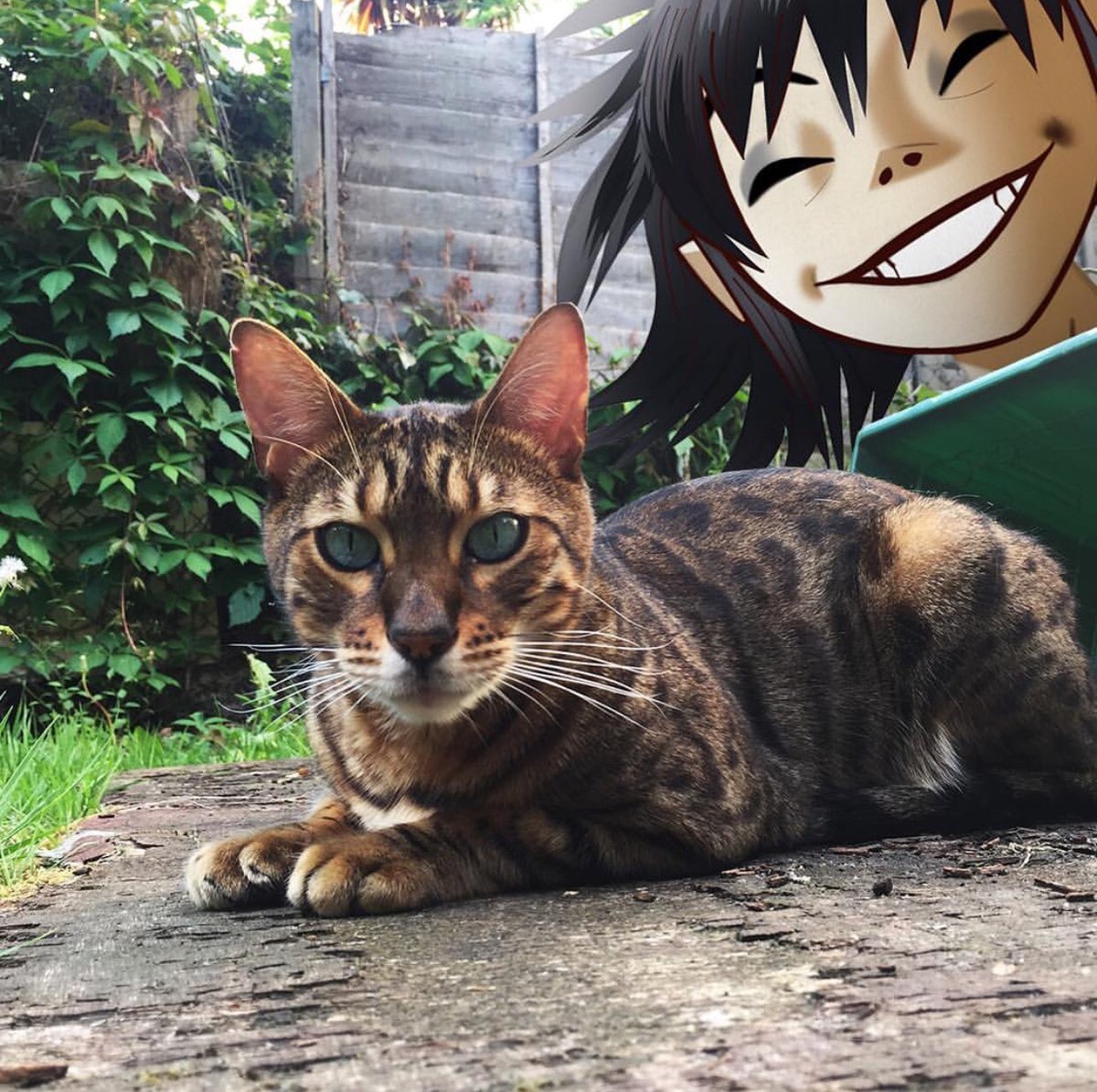 DemonDaysDaily's tweet image. 🎸🐱