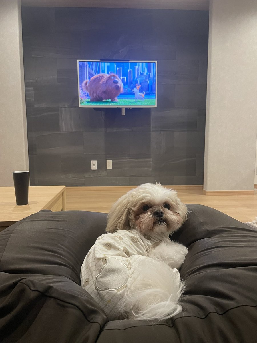 aba_mugi's tweet image. むぎたんと｢ペット｣鑑賞中🎥