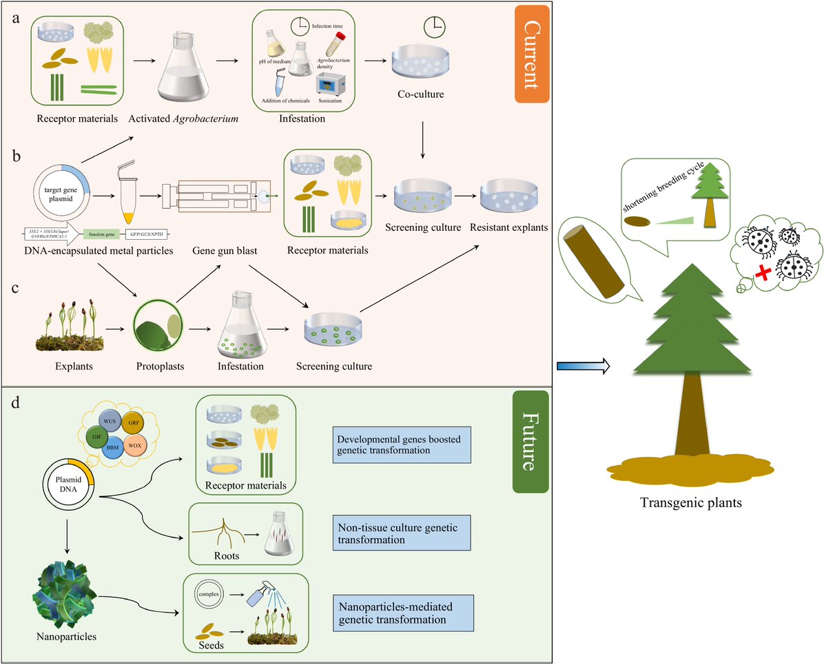 Forestry Research (@forestryres) on Twitter photo #ForestryRes #transformation #conifer #strategy
🧬 Genetic transformation in conifers: A review of progress, challenges, and future prospects. Innovations in molecular breeding offer hope for sustainable forestry.🌱🌿
<a href="/MaximumAcademic/">Maximum Academic</a> <a href="/Plants_MDPI/">Plants MDPI</a>
Details: maxapress.com/article/doi/10… #ForestryRes #transformation #conifer #strategy
🧬 Genetic transformation in conifers: A review of progress, challenges, and future prospects. Innovations in molecular breeding offer hope for sustainable forestry.🌱🌿
<a href="/MaximumAcademic/">Maximum Academic</a> <a href="/Plants_MDPI/">Plants MDPI</a>
Details: maxapress.com/article/doi/10…