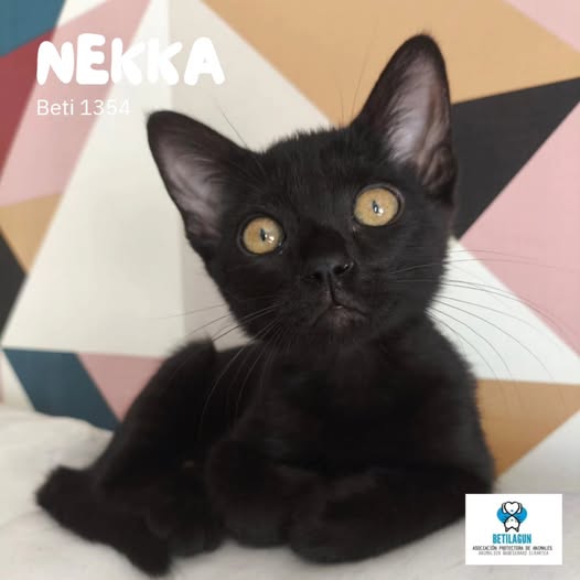 Betilagun Asociación Protectora de Animales is in Vitoria-Gasteiz.
17h ·
¡Dificilísimo hacer fotos a Nekka! Pero hoy ha decidido posar para encontrar a la familia de su vida.
Si es la tuya, llama al 689 15 29 18