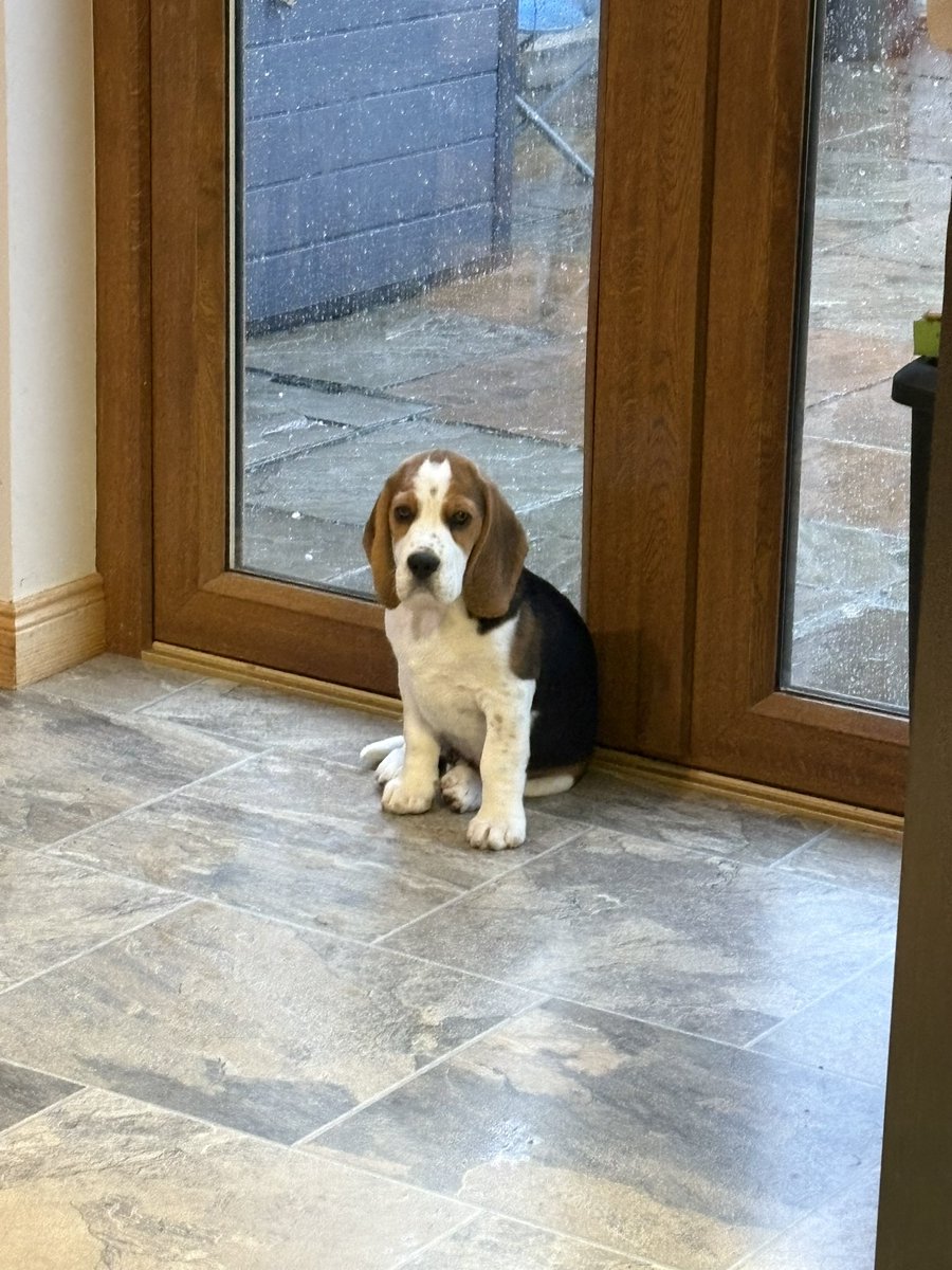 Mrs Paterson (@mrspatersondht) on Twitter photo Because we didn’t have enough challenge going on in our life…. Welcome to our new puppy, Mac 🐾 Because we didn’t have enough challenge going on in our life…. Welcome to our new puppy, Mac 🐾