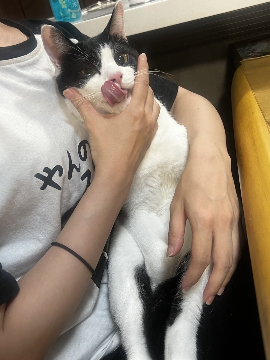 TeaRaco3's tweet image. やんちゃ坊主め…👅🐈