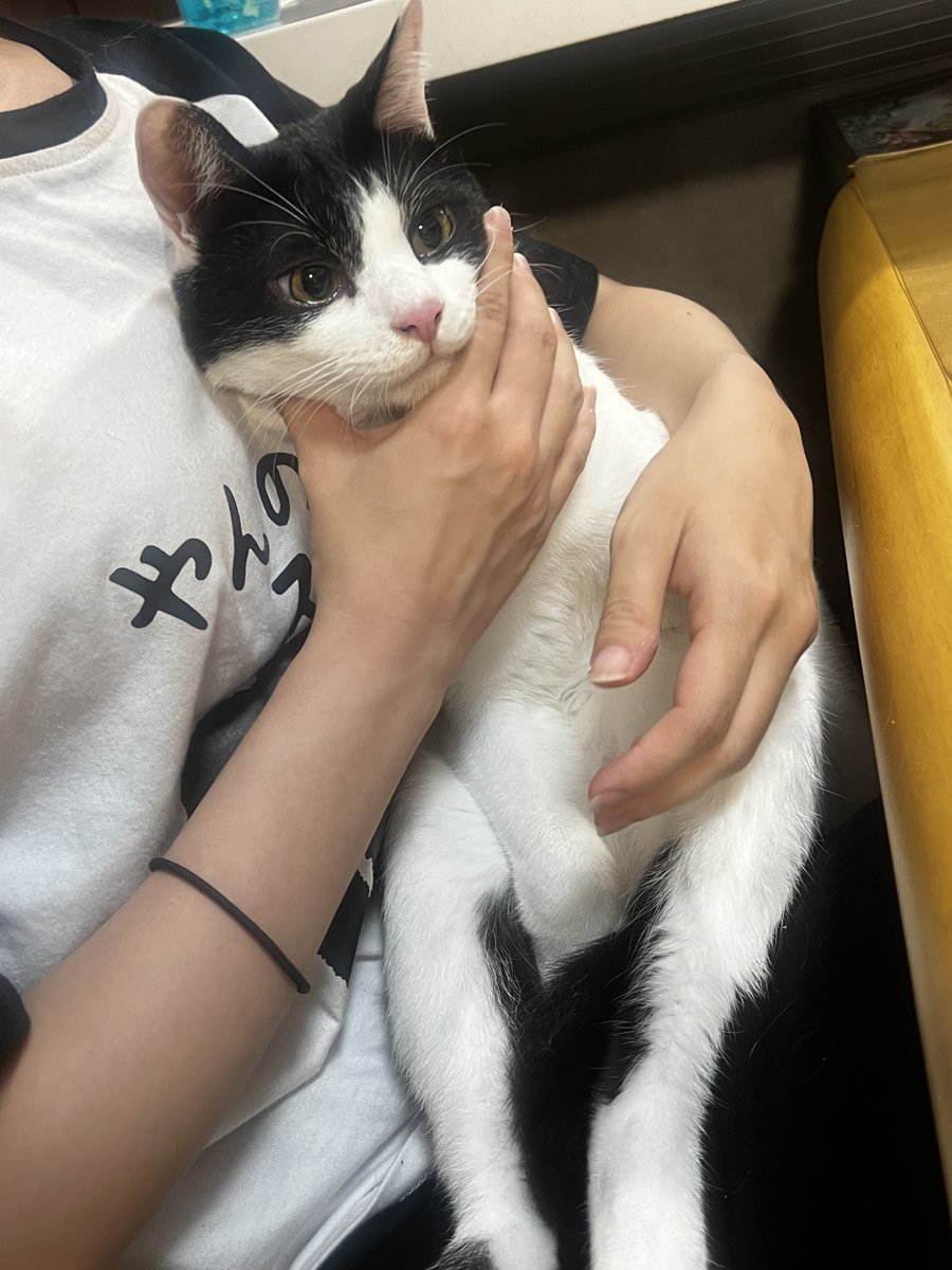 TeaRaco3's tweet image. やんちゃ坊主め…👅🐈