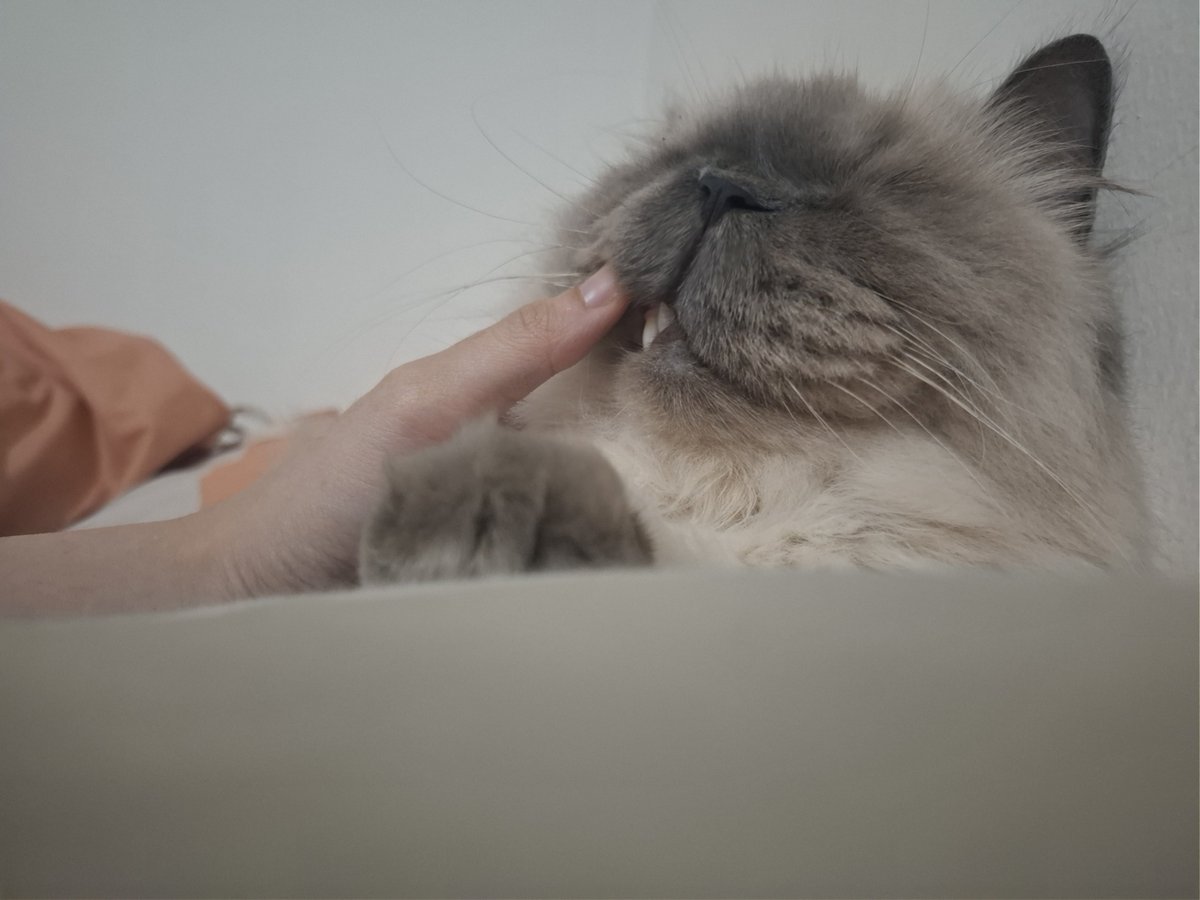 Tlong berikn yayam yebus untuk kitten tumgi 😇