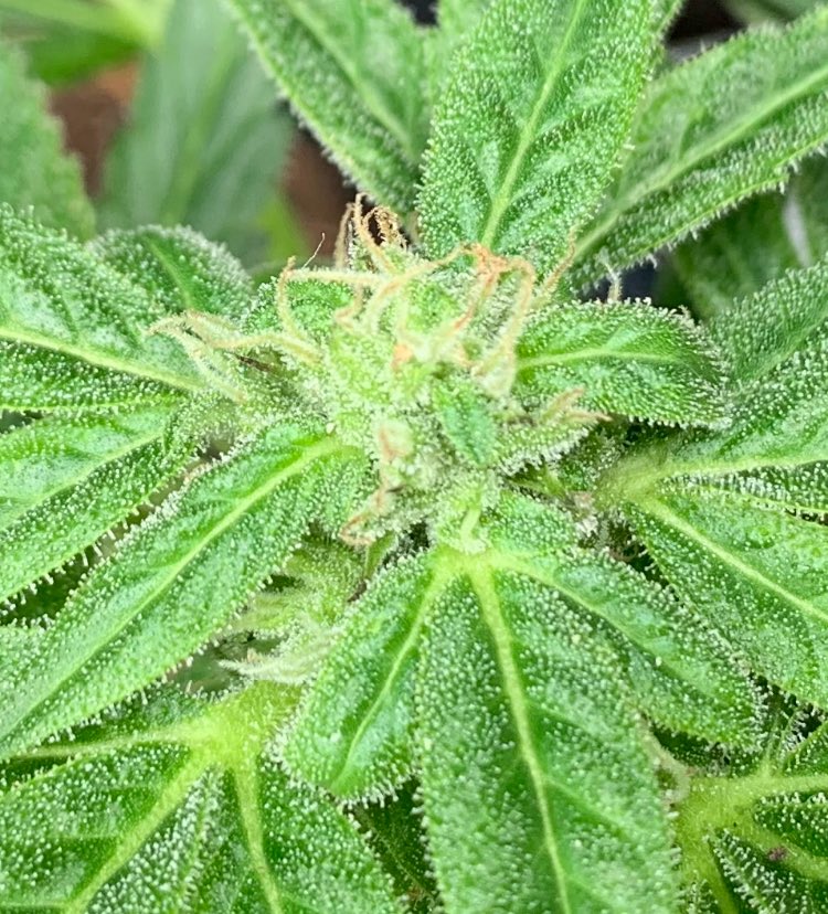 real_blink2x's tweet image. tiny but pollinated flower 😏