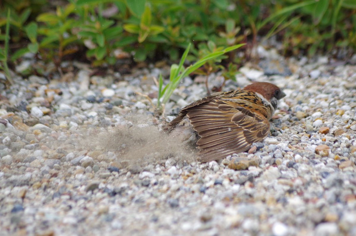 aerial2009's tweet image. ほれほれ、煙幕だ
ぶぃ〜ん
#雀 #スズメ #すずめ #sparrow #鳥 #小鳥 #野鳥 #ちゅん活 #スズメ写真集 #bird