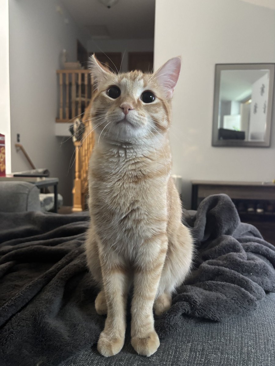 DinkyCat2's tweet image. What a proper young gentleman
