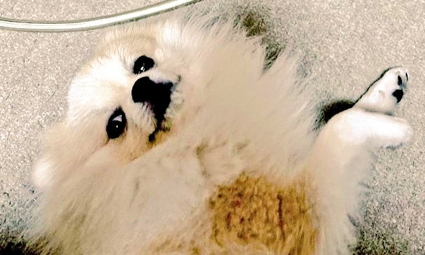 Yanakingon's tweet image. 🐶🐶🐶🐶🐶🐶🐶🐶🐶🐶🐶🐶

        　　🐈‍⬛7月27日🐈‍⬛

　　　　🪩本日も🪩

😺ありがとうございました😺

     🏮またのご来店を心より🏮

      　  🙇‍♂️お待ちしています🙇

       🌠みなさまおやすみなさい🌠

#おやすみなさい 
#フォロバ１００ 
#いぬのいる暮らし