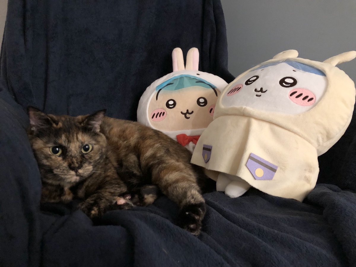 matsugorookoku's tweet image. かわちい