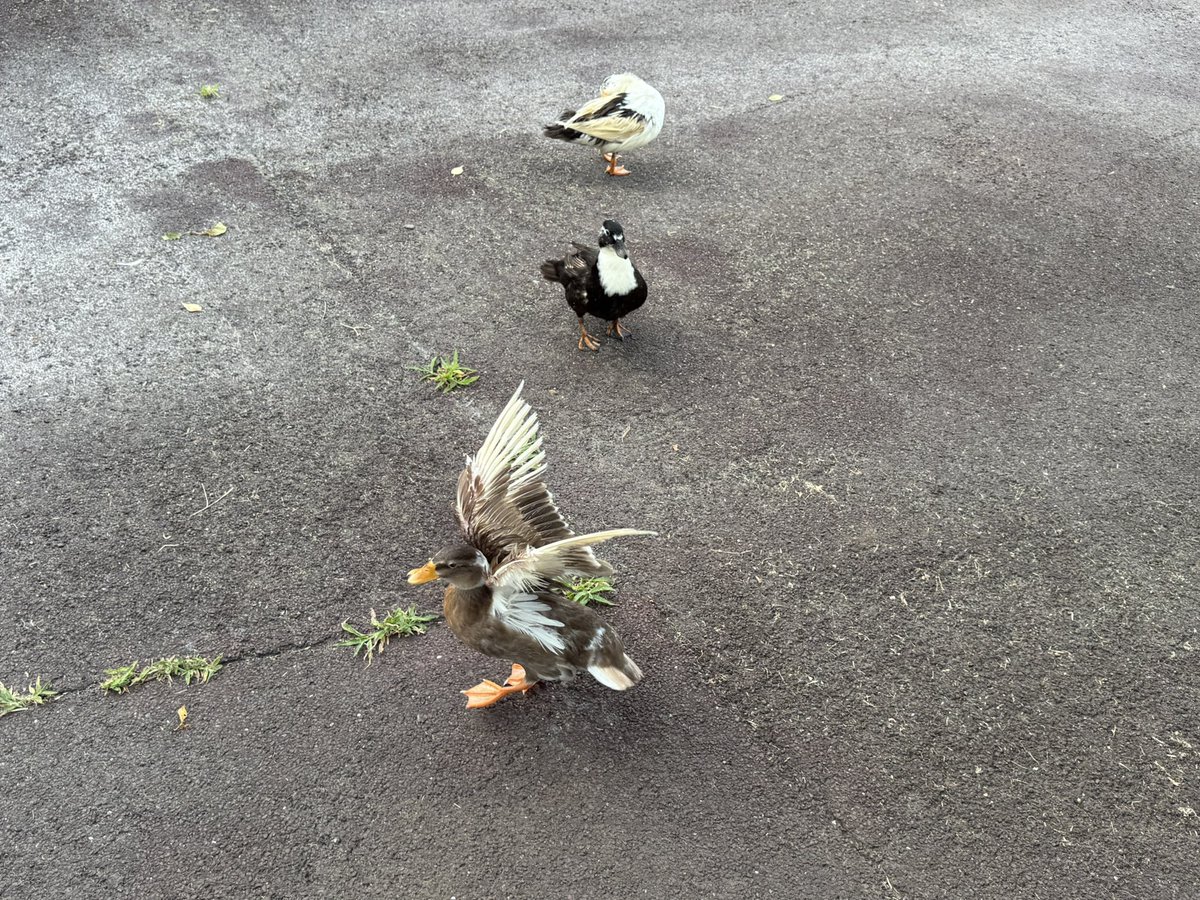 dillinger_duck's tweet image. 本日