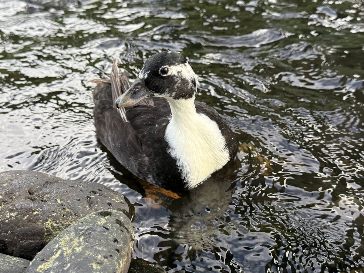 dillinger_duck's tweet image. 本日