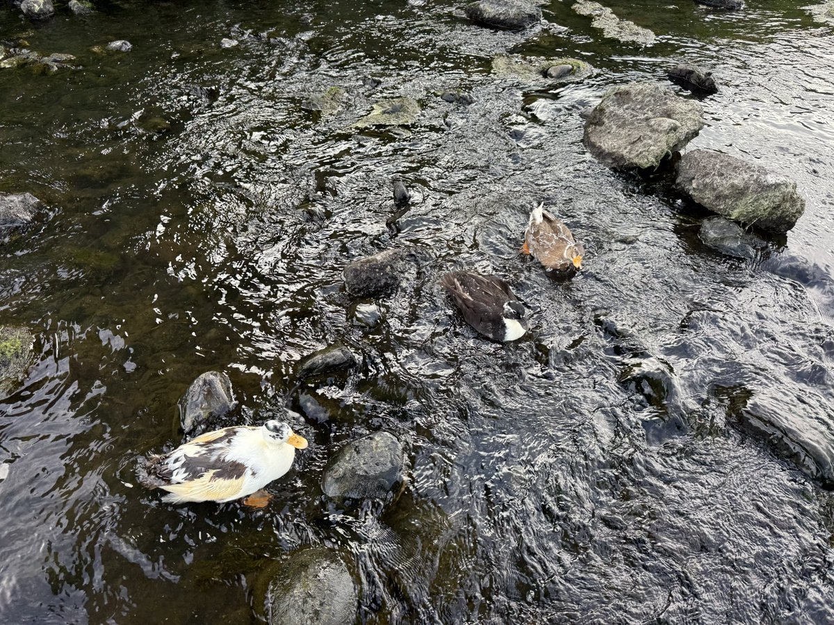 dillinger_duck's tweet image. 本日