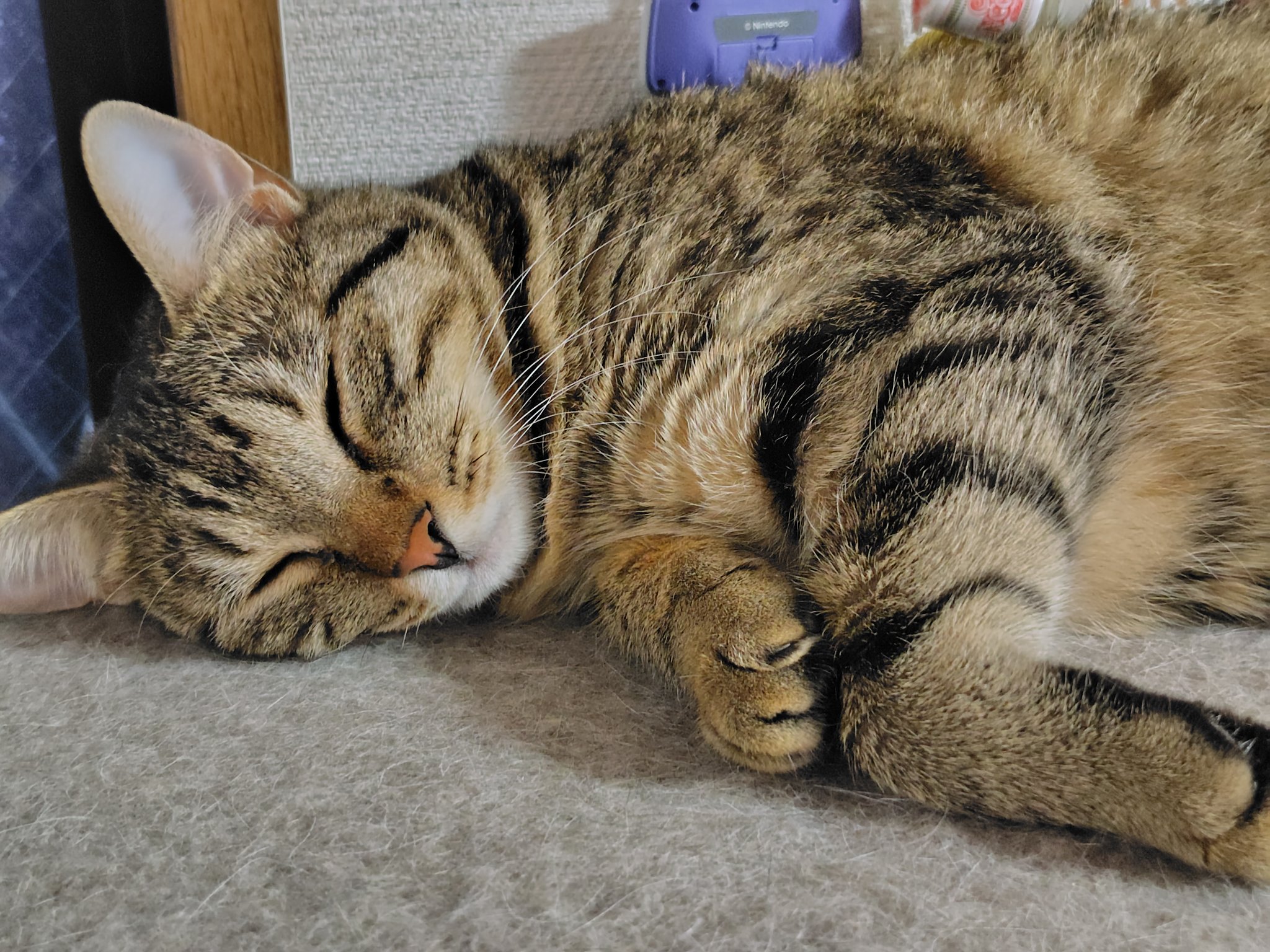 ★cat★保護猫活動支援様 M3334★ 注染浴衣 ★ 裄長ゆったり　吉原繋ぎ ヨッチ4649 on X: 