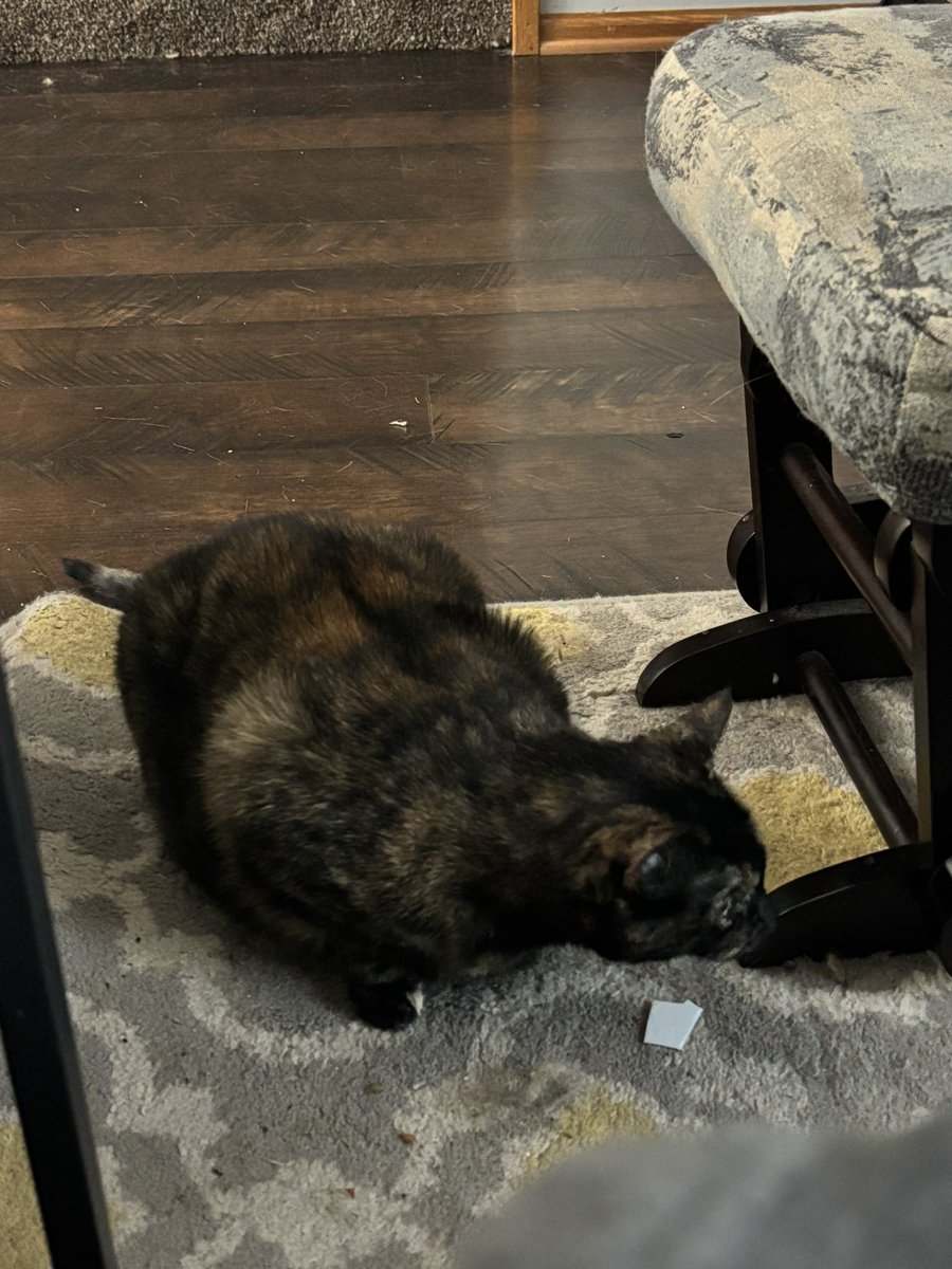 fhardcat's tweet image. Long neck style