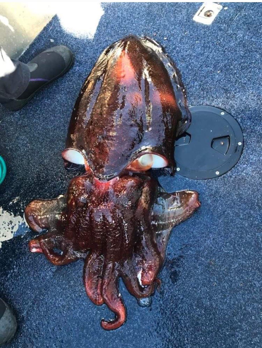 GorJess🧁BITE ME🧁 tweet media