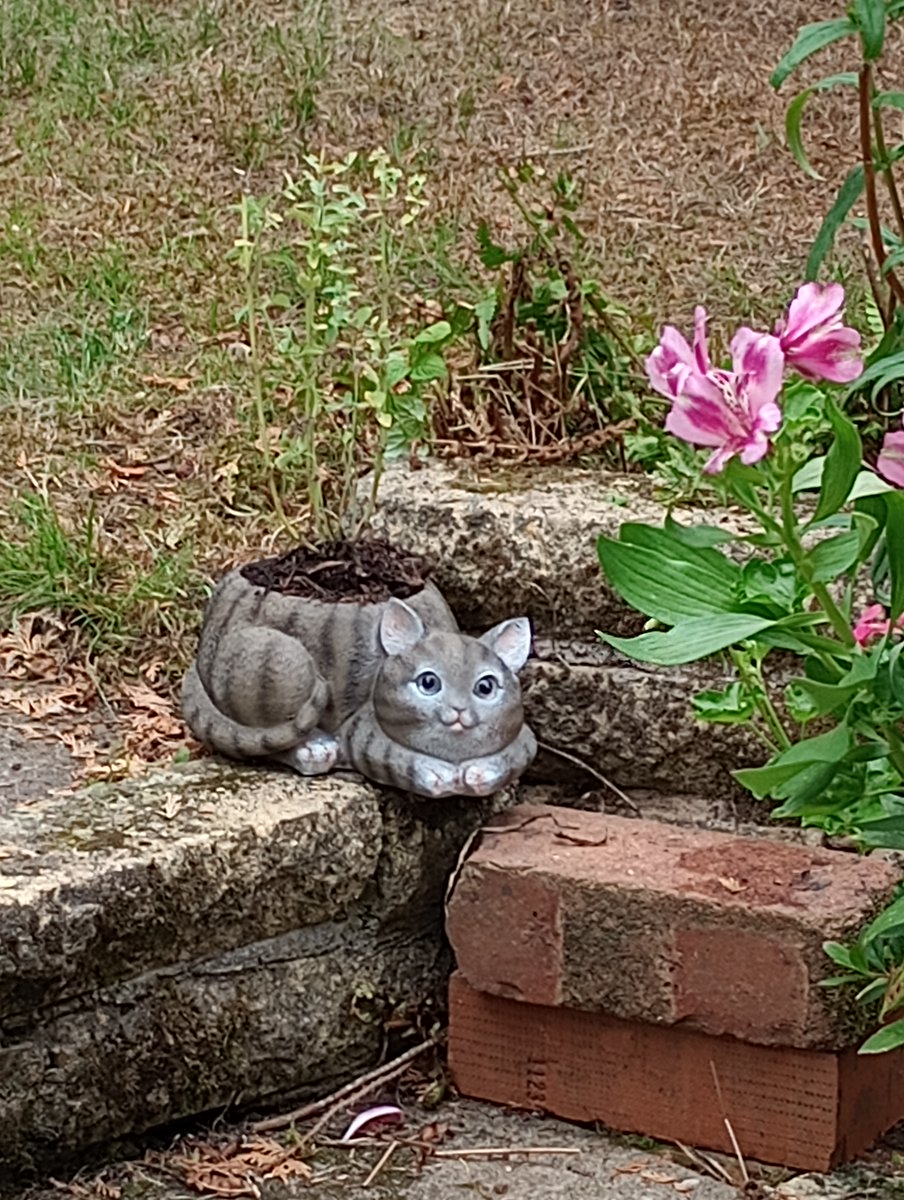 TanteRos's tweet image. A friend gave me this ceramic plant pot for my birthday. After much consideration I decided the best plant for it was of course catmint. I've just planted it up. I call her Betty Bright Eyes & she'll be there to greet me whenever I go out for a cuppa 😊