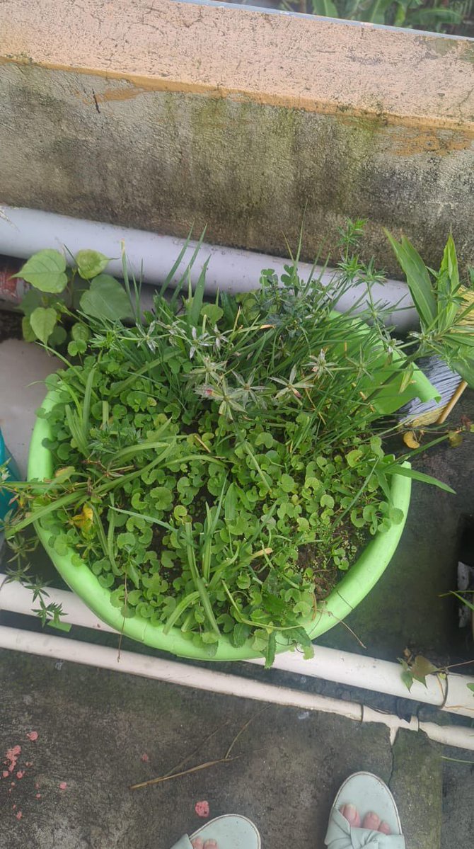 Yumlailoinaba's tweet image. Go Green but am afraid of the Sanakhongnang..