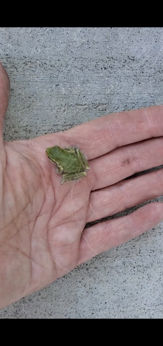 Speaking of Frogs...
I had a stow away.
Well it has a new home now...
🐸👀