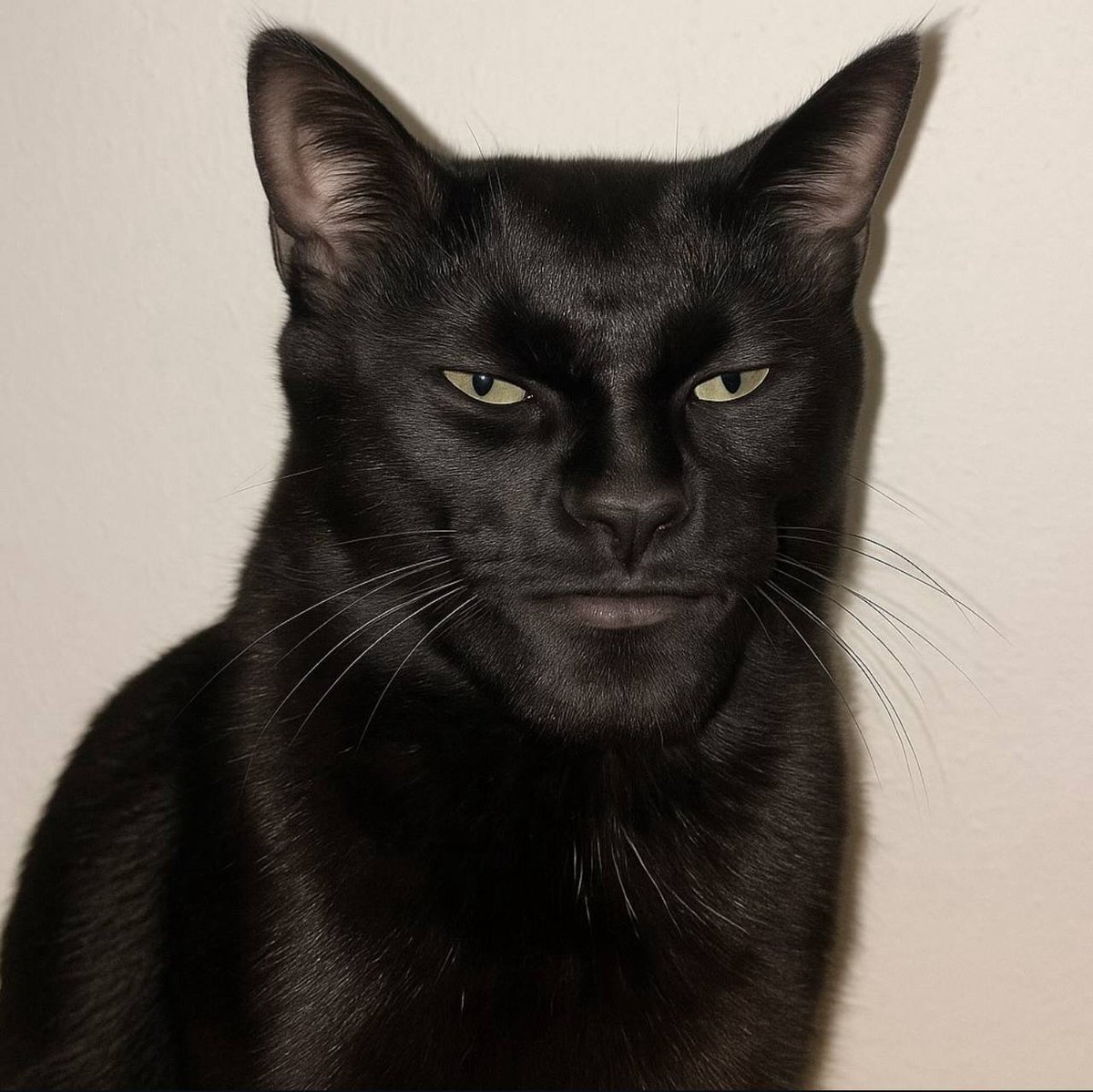 GigaCatSOL (@thegigacatsol) on Twitter photo Black GigaCat. Black GigaCat.
