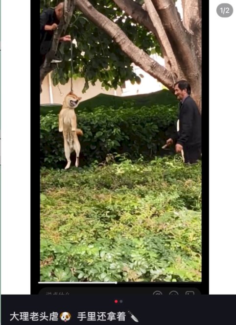 What would you call them?

Chinese retards or demon Bastards love eating cats and hanging dogs to death.

China has truly no parallel in the world when it comes to #AnimalCruelty. CCP, you have to pay the price for allowing animal cruelty. <a href="/PhaedraXTeddy/">Phaedra</a> <a href="/samesama03/">samesama3</a> <a href="/DogsofYulin/">Dogs of Yulin</a>
