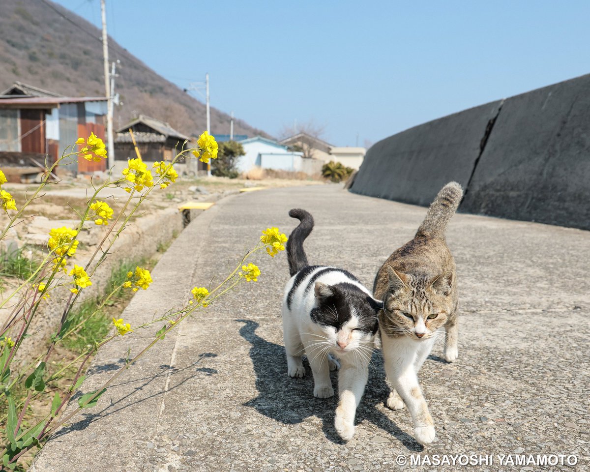 nekoiroiro's tweet image. Vサイン

#ねこ #猫 #cat #サインはV