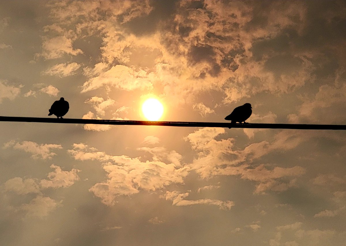 lone_wolf__1's tweet image. peaceful sun ☀️ day wishes
let go hate and let love
be safe be kind just be real
n a t u 🕊️
never accept the unacceptable